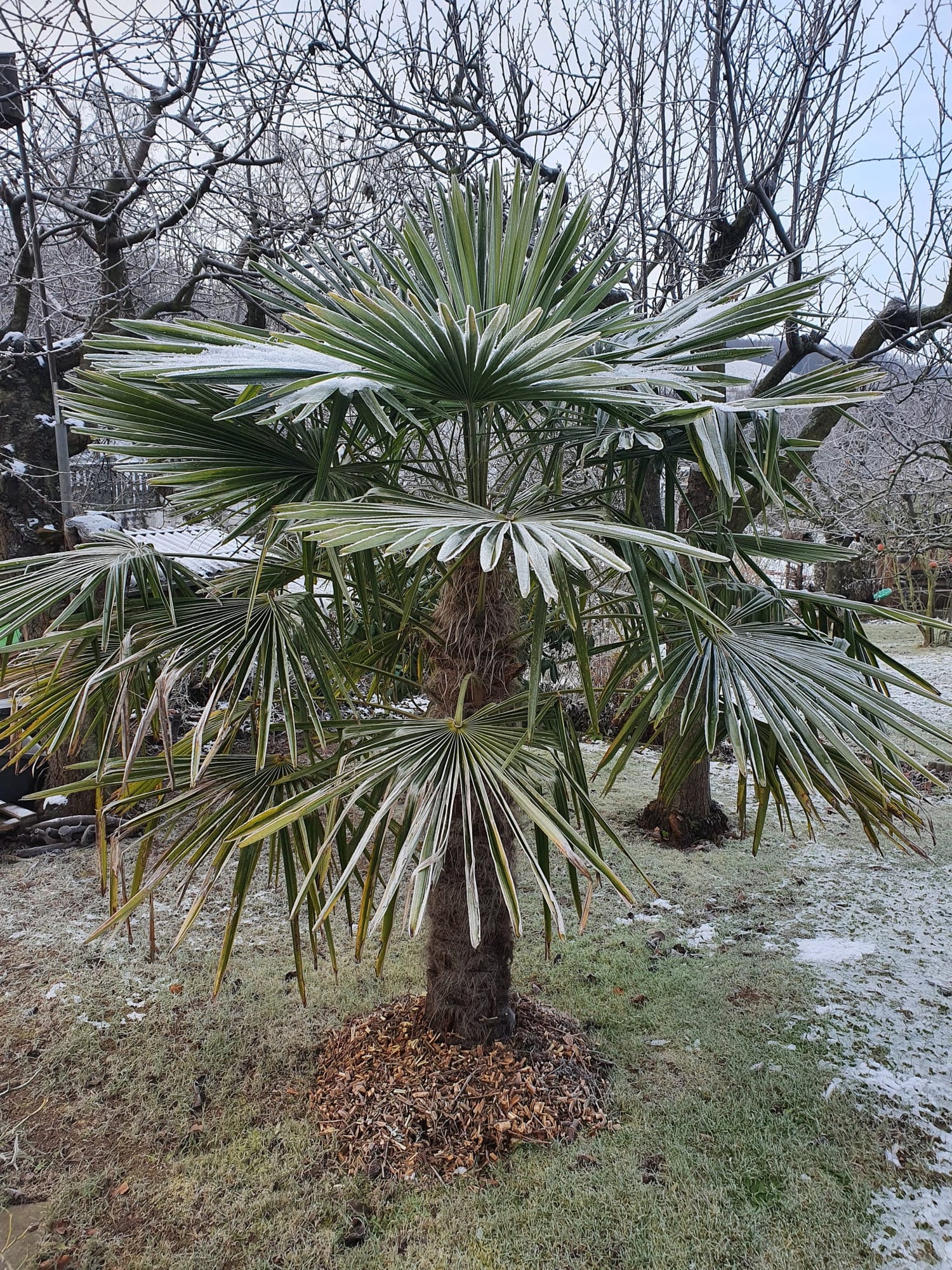 Überwinterung von Palmen – So überstehen Exoten die kalte Jahreszeit