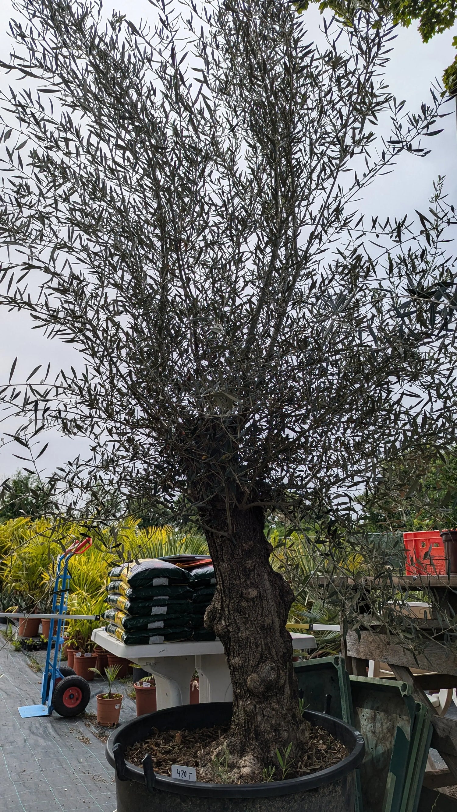 Olea europea - Olivenbaum Ölbaum - Image