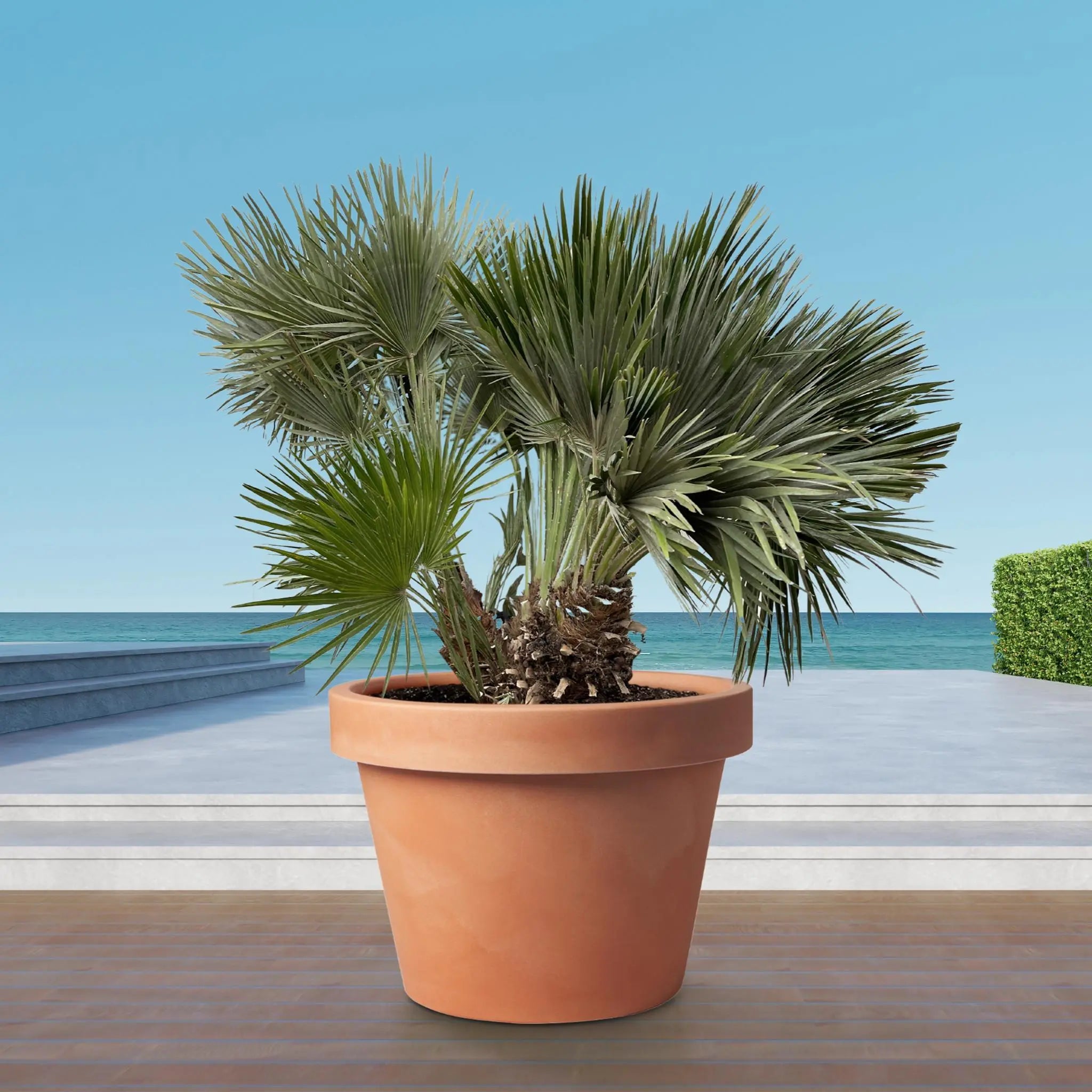 Chamaerops humilis - Europäische Zwergpalme - Image