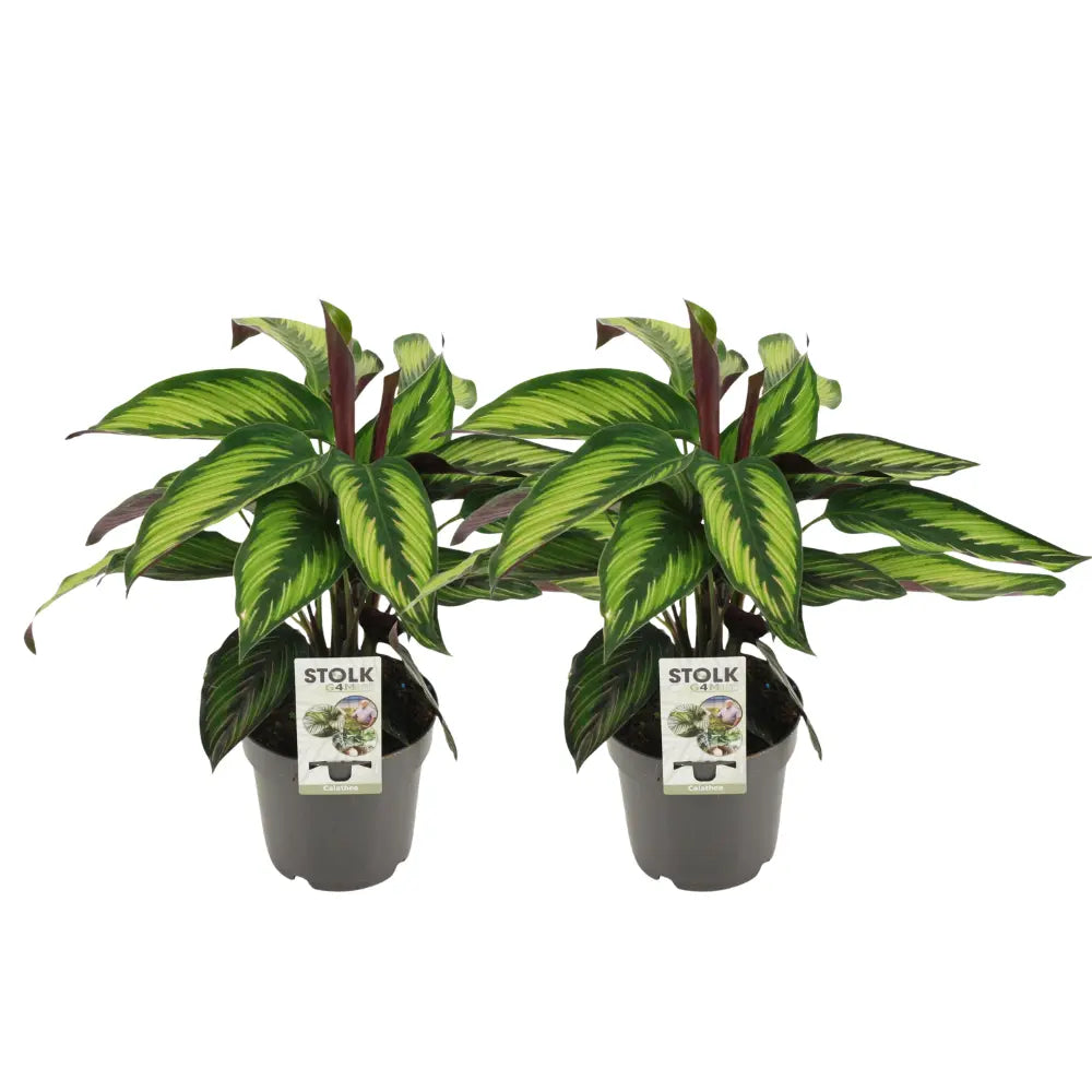 Calathea - Korbmarante - Image