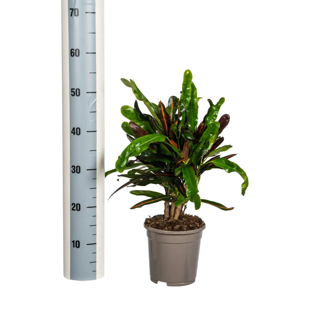 Croton Codiaeum variegatum - Wunderstrauch, Kroton - Image