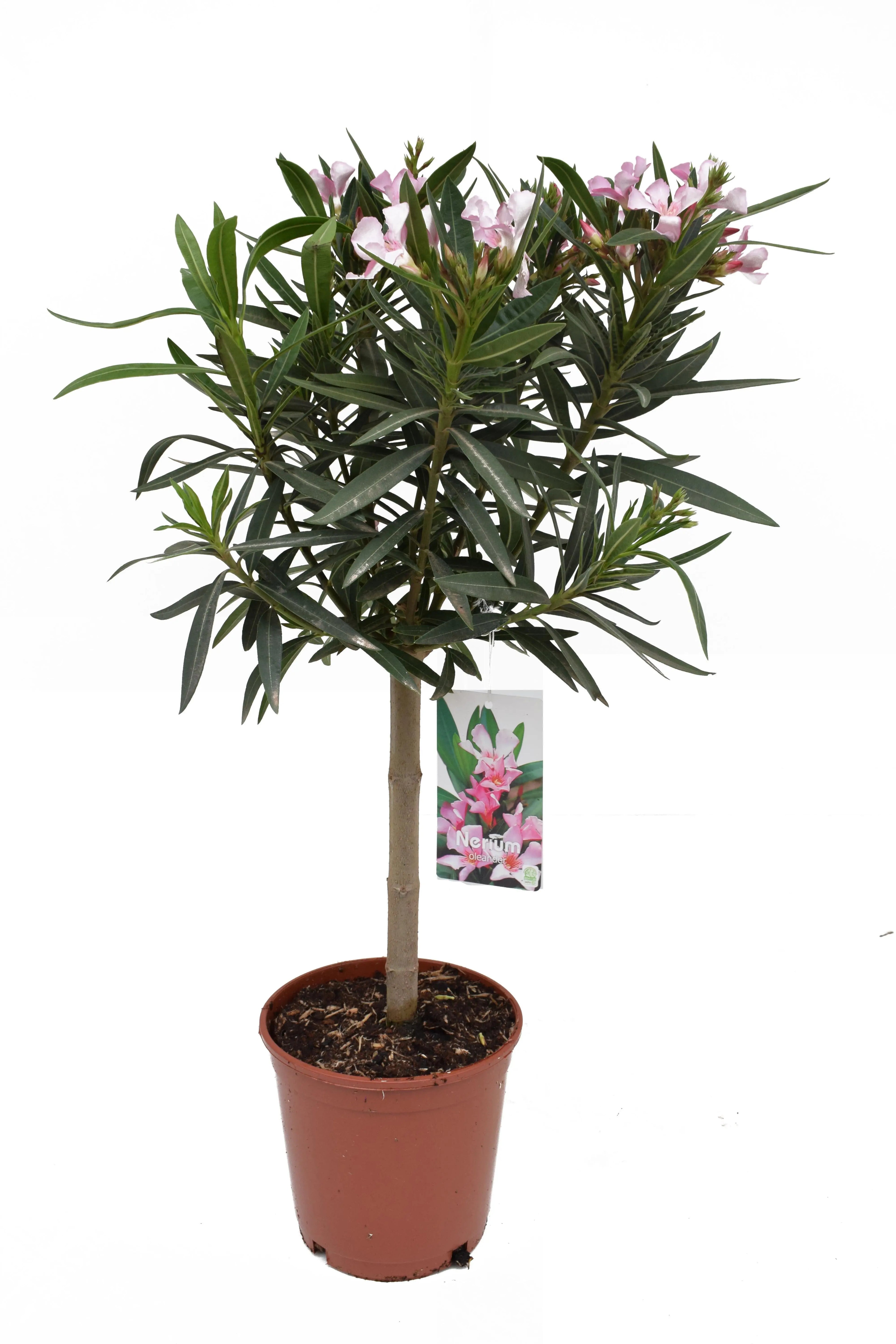 Nerium Oleander - Rosenlorbeer - Image