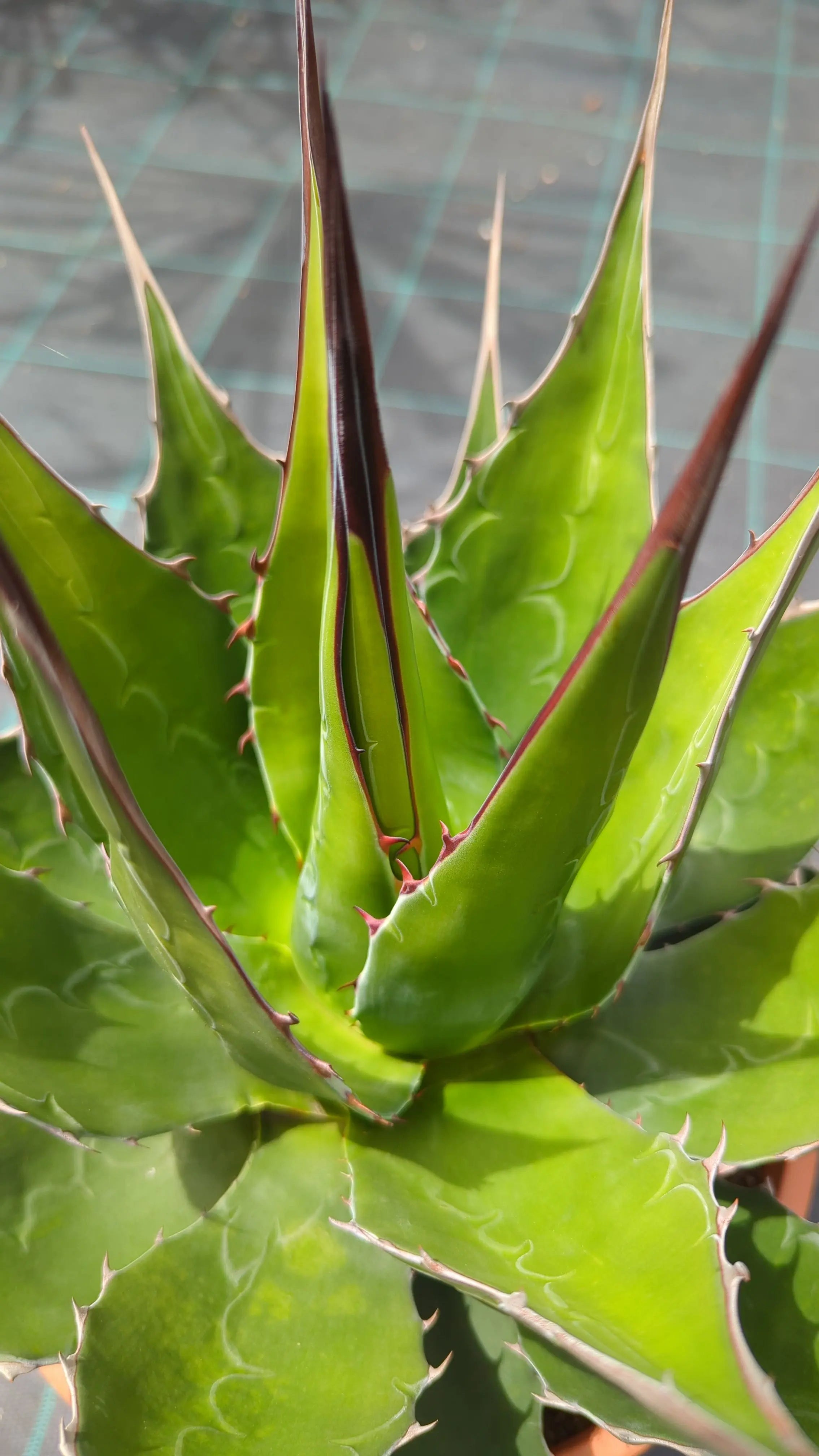 Agave parryi var. &