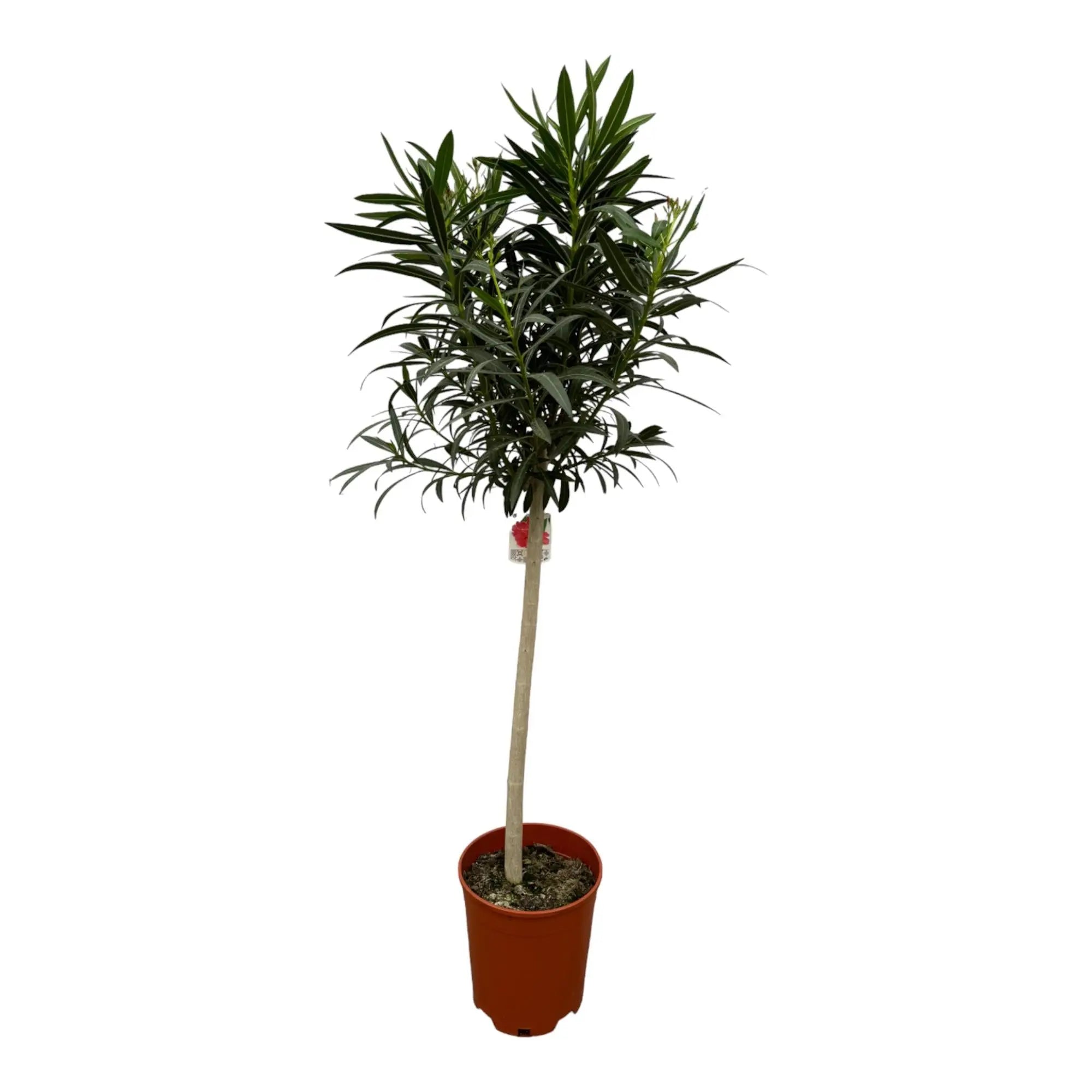 Nerium Oleander - Rosenlorbeer - Image