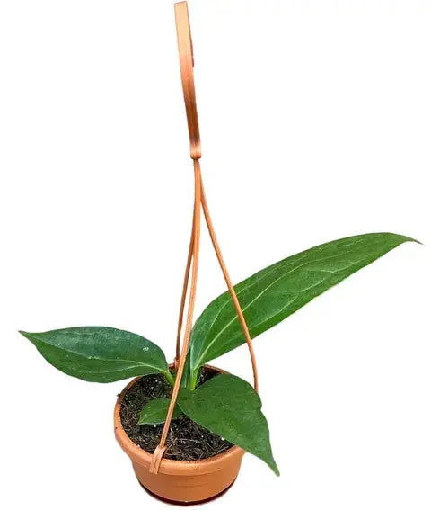 Anthurium - Große Auswahl Flamingoblumen, Anthurien - Image