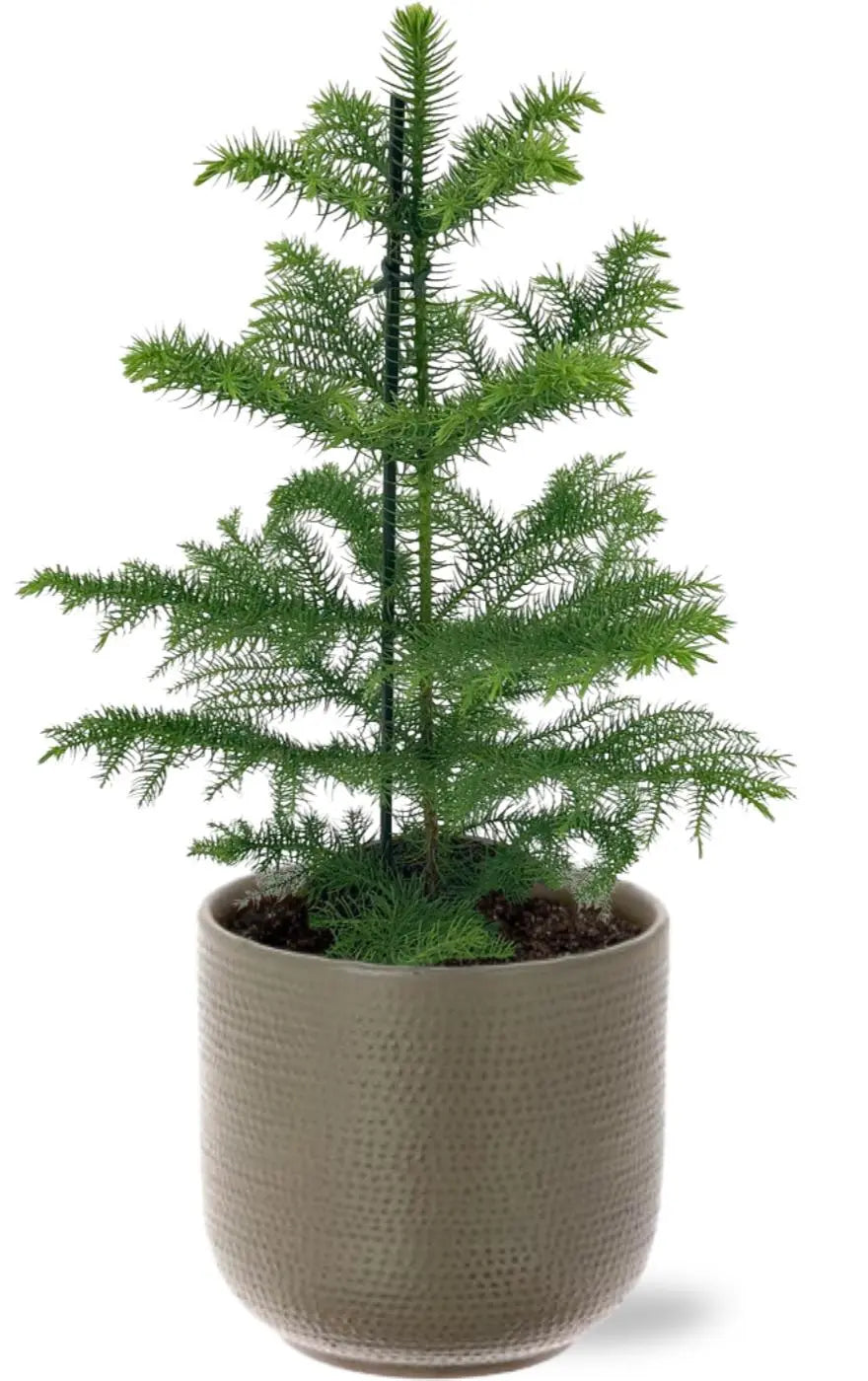 Araucaria heterophylla - Zimmertanne, Norfolk-Araukarie - Image
