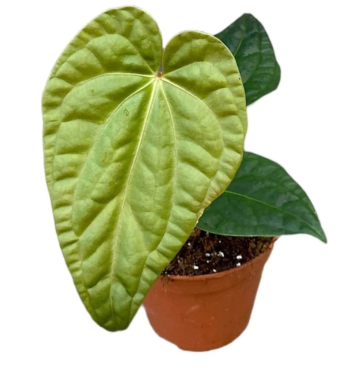 Anthurium - Große Auswahl Flamingoblumen, Anthurien - Image