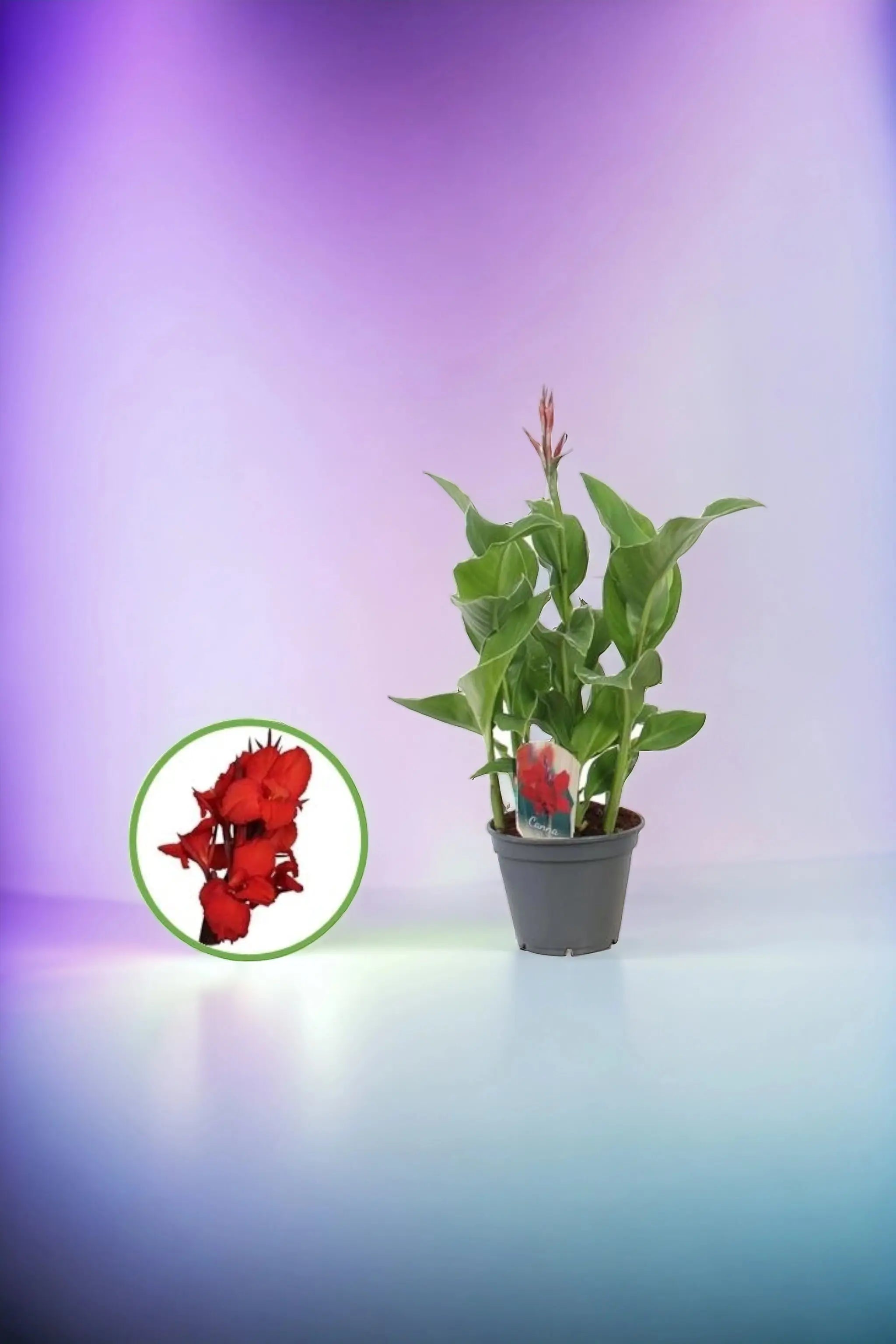 Canna indica - Indisches Blumenrohr - Image