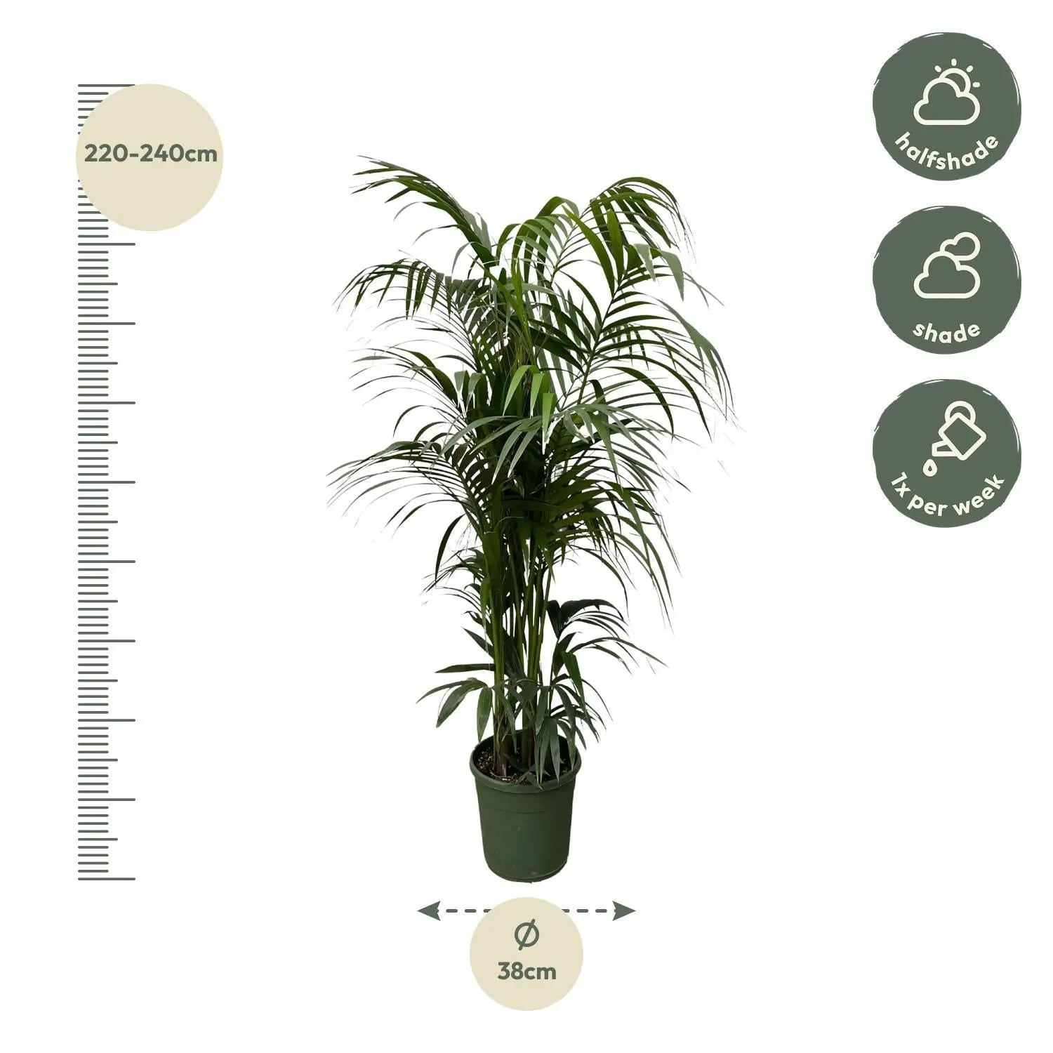 Howea forsteriana - Kentiapalme - Image