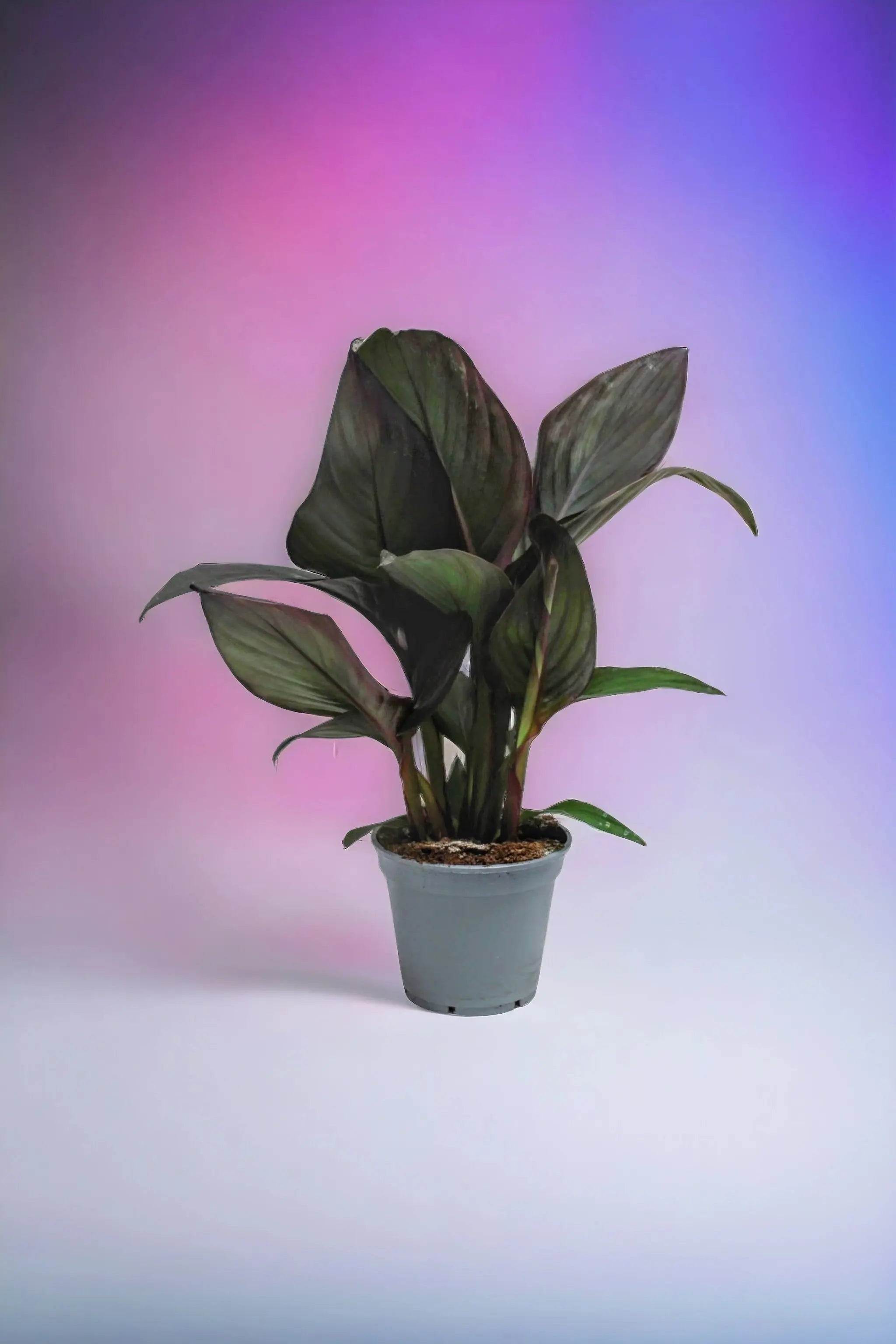 Canna indica - Indisches Blumenrohr - Image