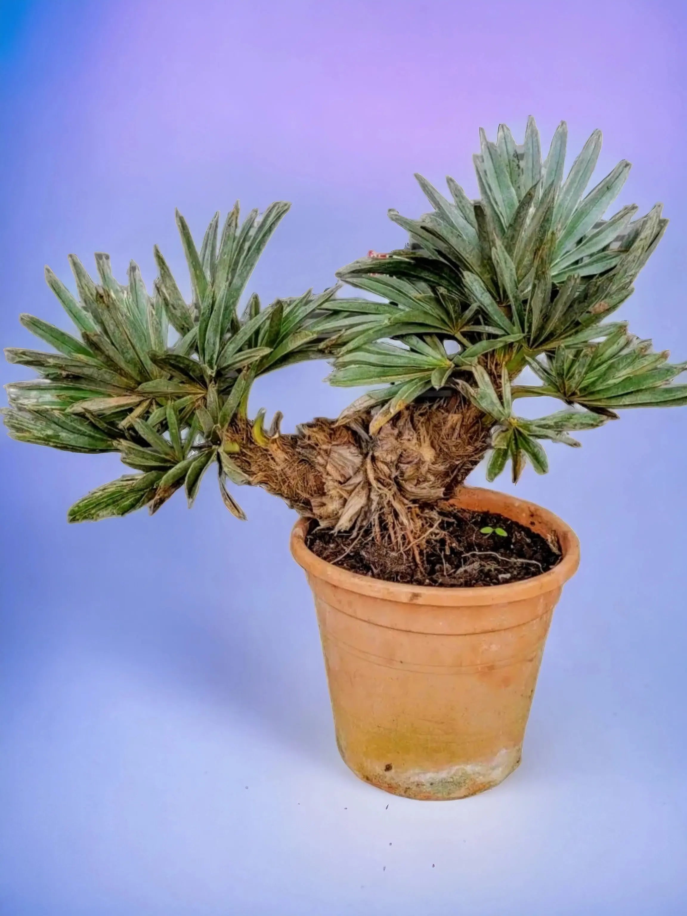 Trithrinax campestris - Blaue Nadelpalme - Image