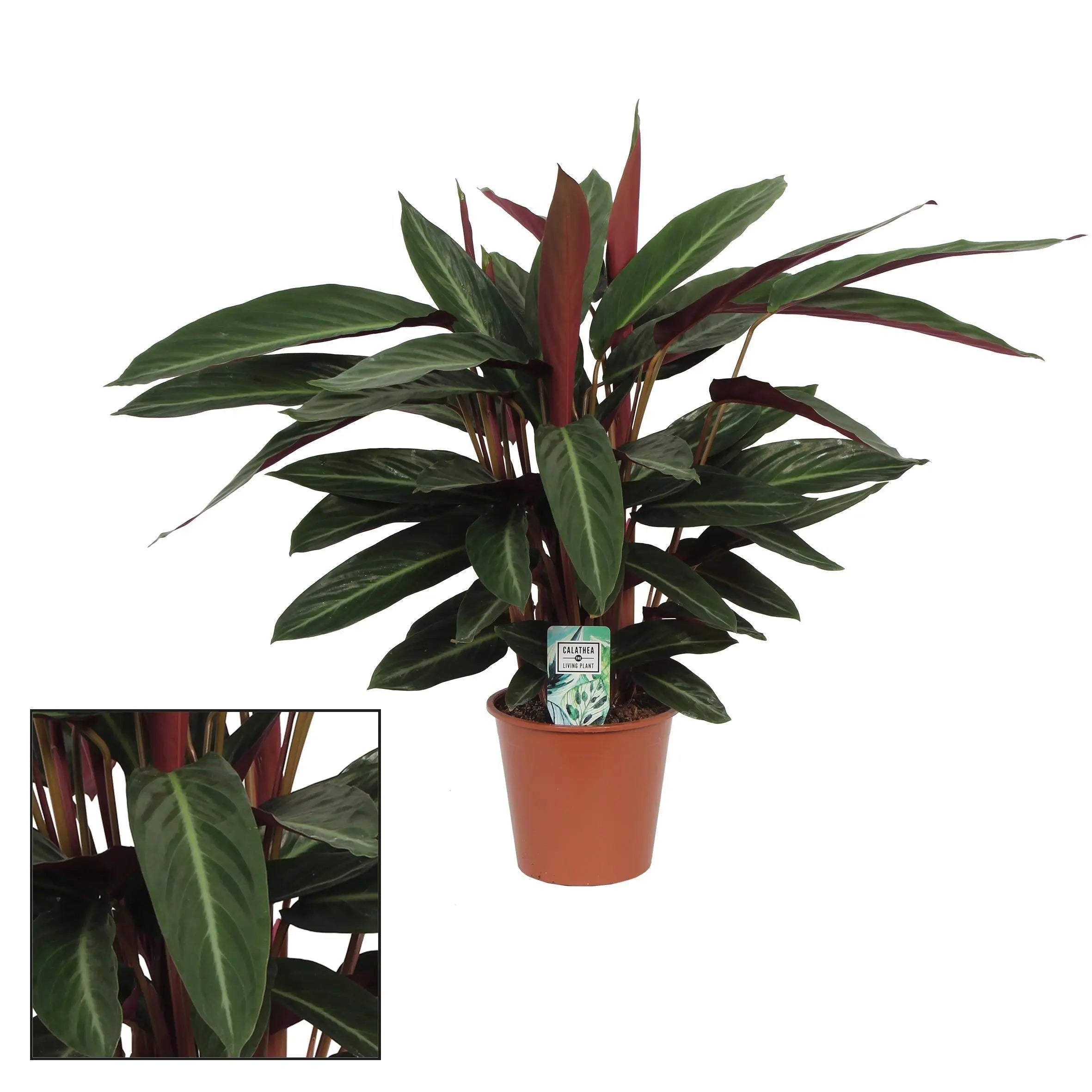 Calathea - Korbmarante - Image