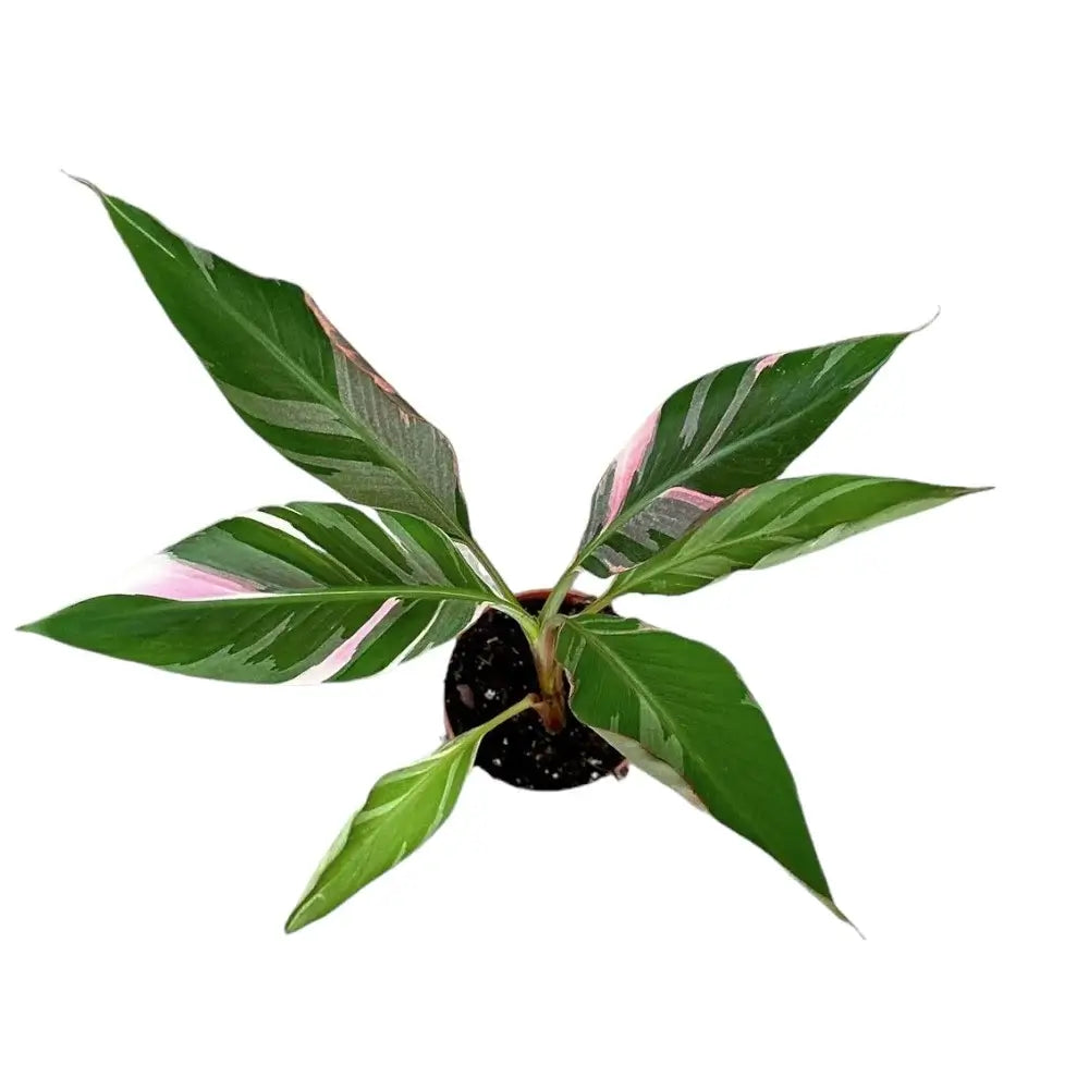 Musa Nono &