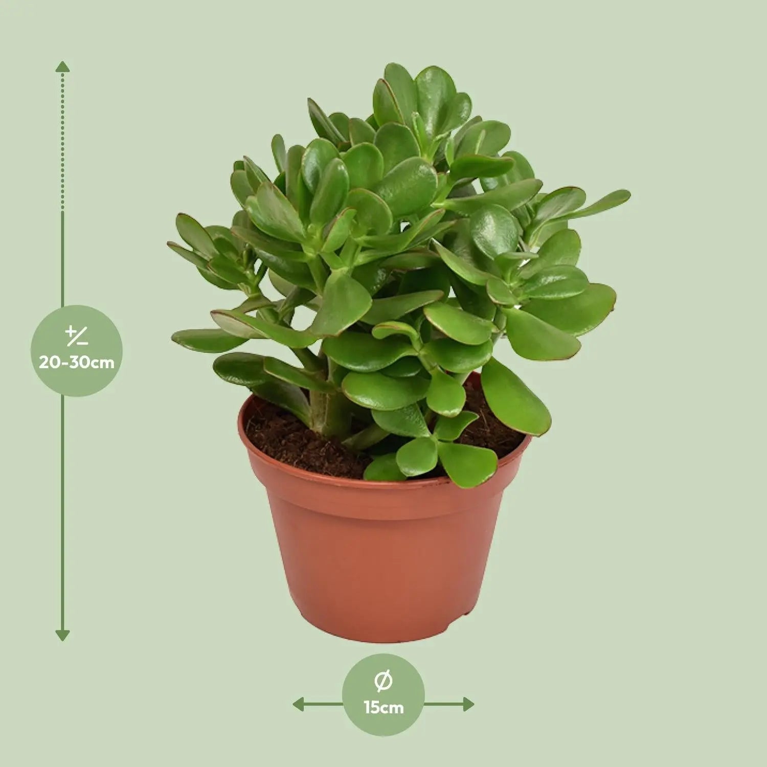Crassula Ovata - Jadestrauch, Geldbaum - Image