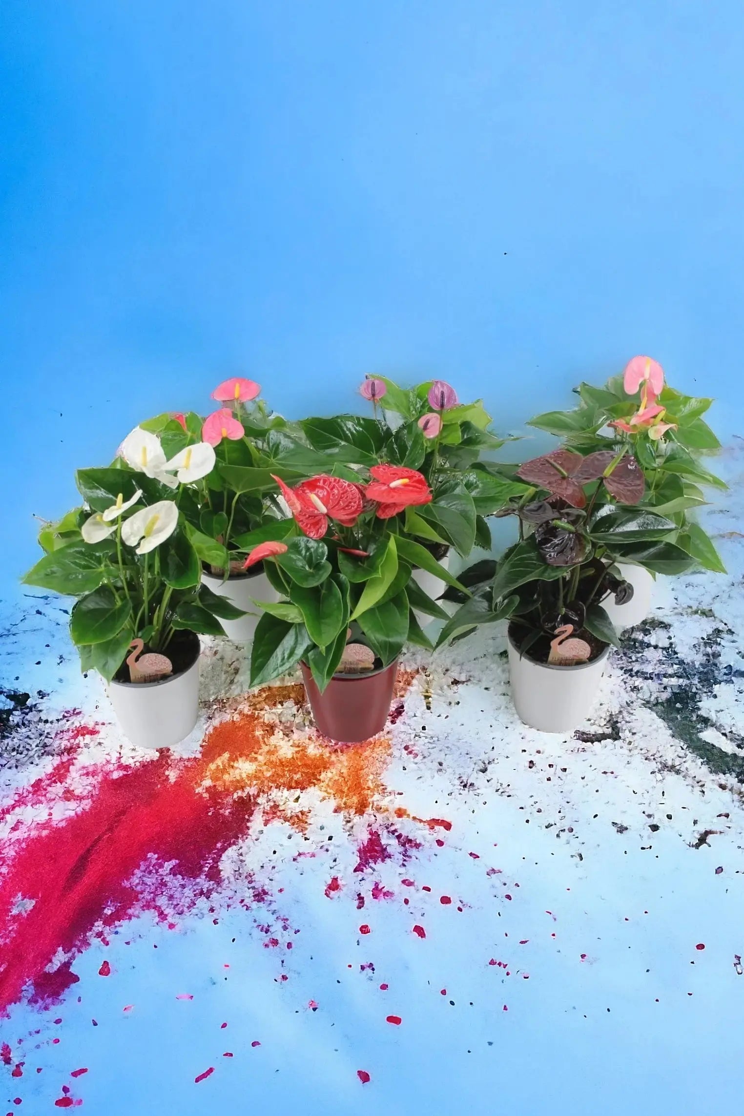 Anthurium - Verschiedene Sorten Großer Flamingoblumen - Image