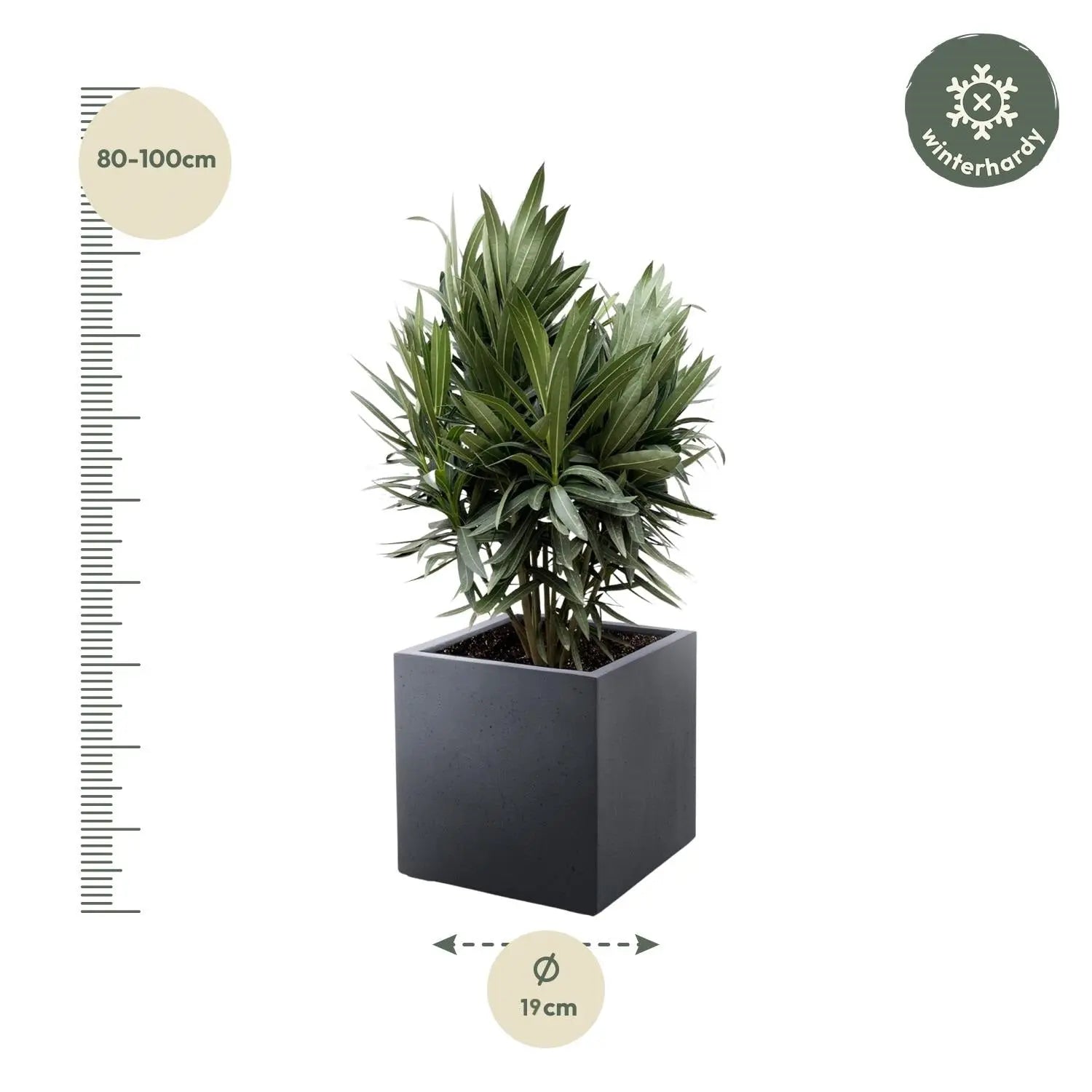 Nerium Oleander - Rosenlorbeer - Image