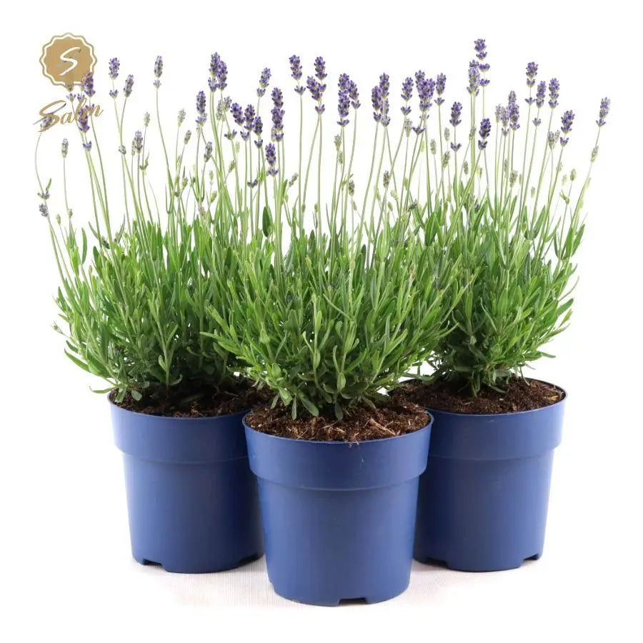 Lavandula - Verschiedene Sorten winterharter Lavendel - Image