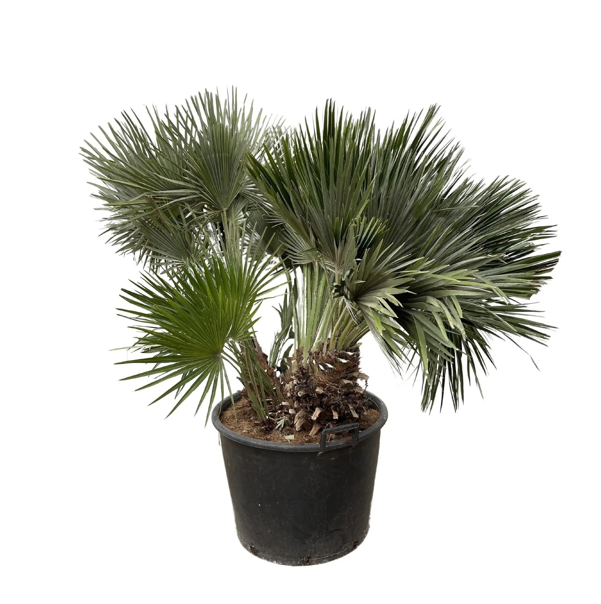 Chamaerops humilis - Europäische Zwergpalme - Image