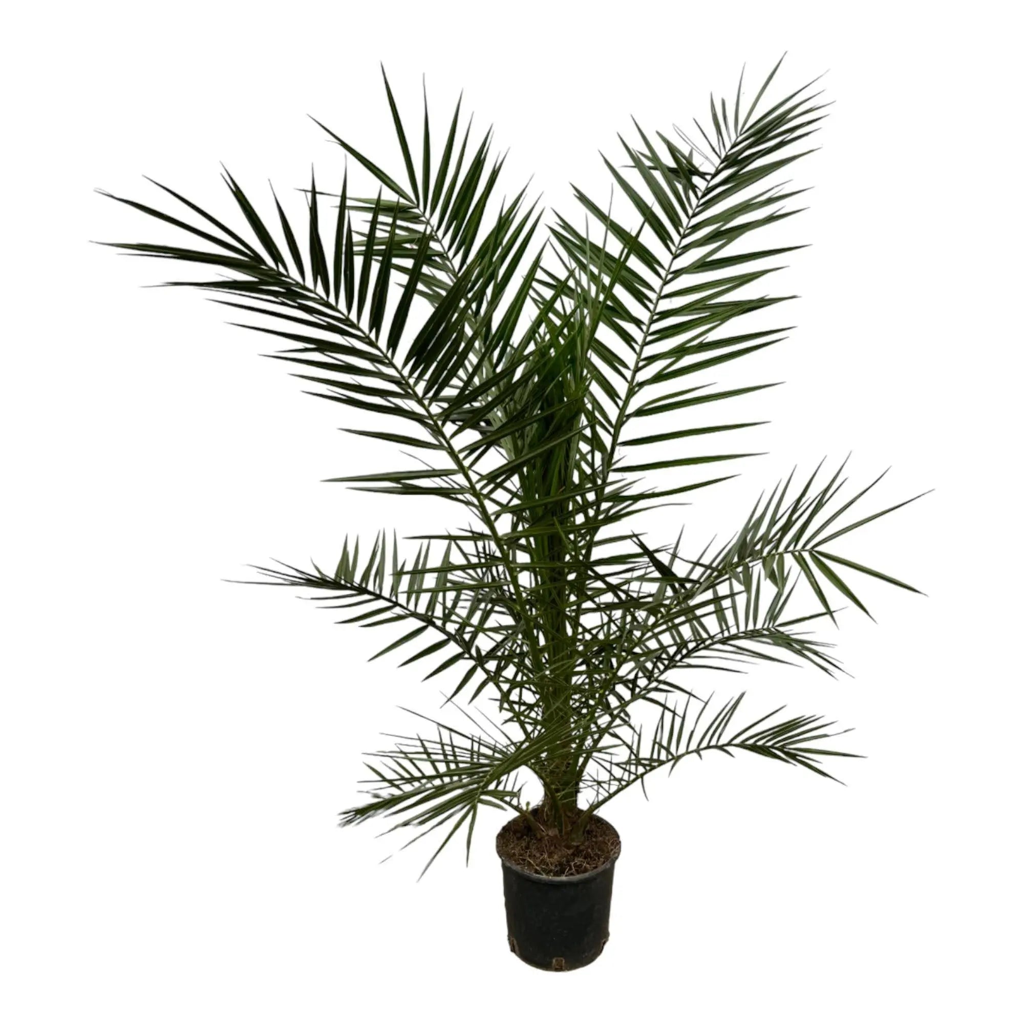 Phoenix Canariensis - Kanarische Dattelpalme - Image