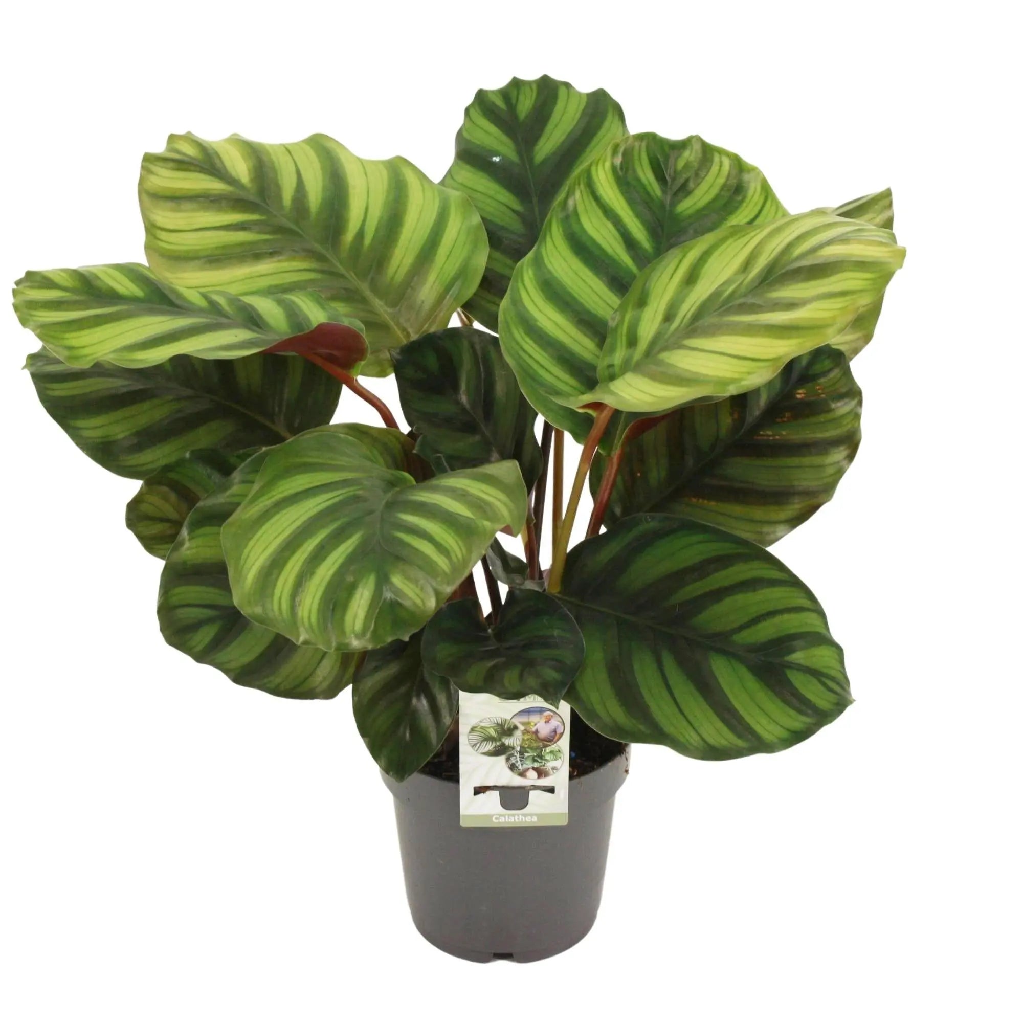 Calathea - Korbmarante - Image