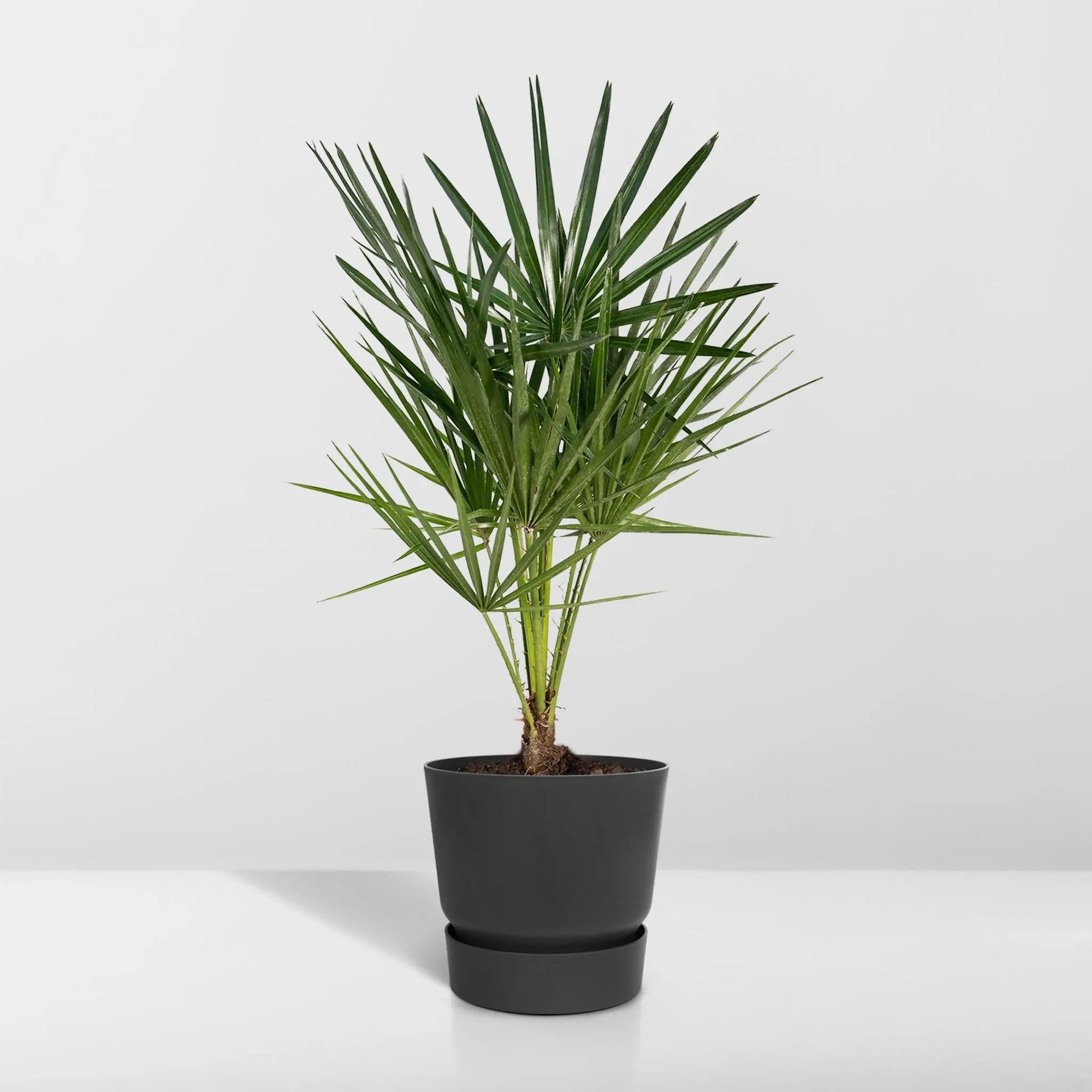 Chamaerops humilis - Europäische Zwergpalme (↨65cm・⌀24cm) - Image 