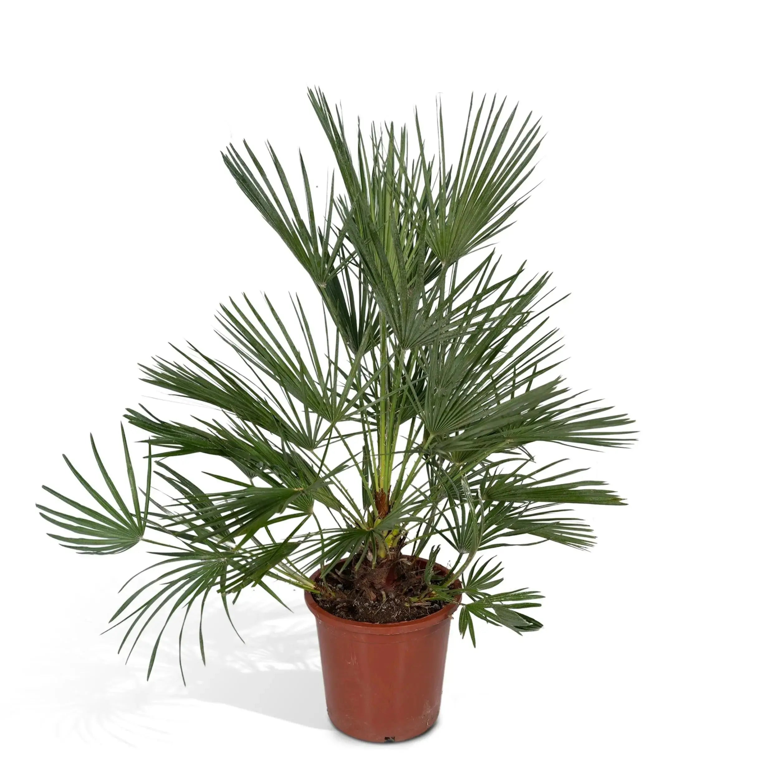 Chamaerops humilis - Europäische Zwergpalme - Image