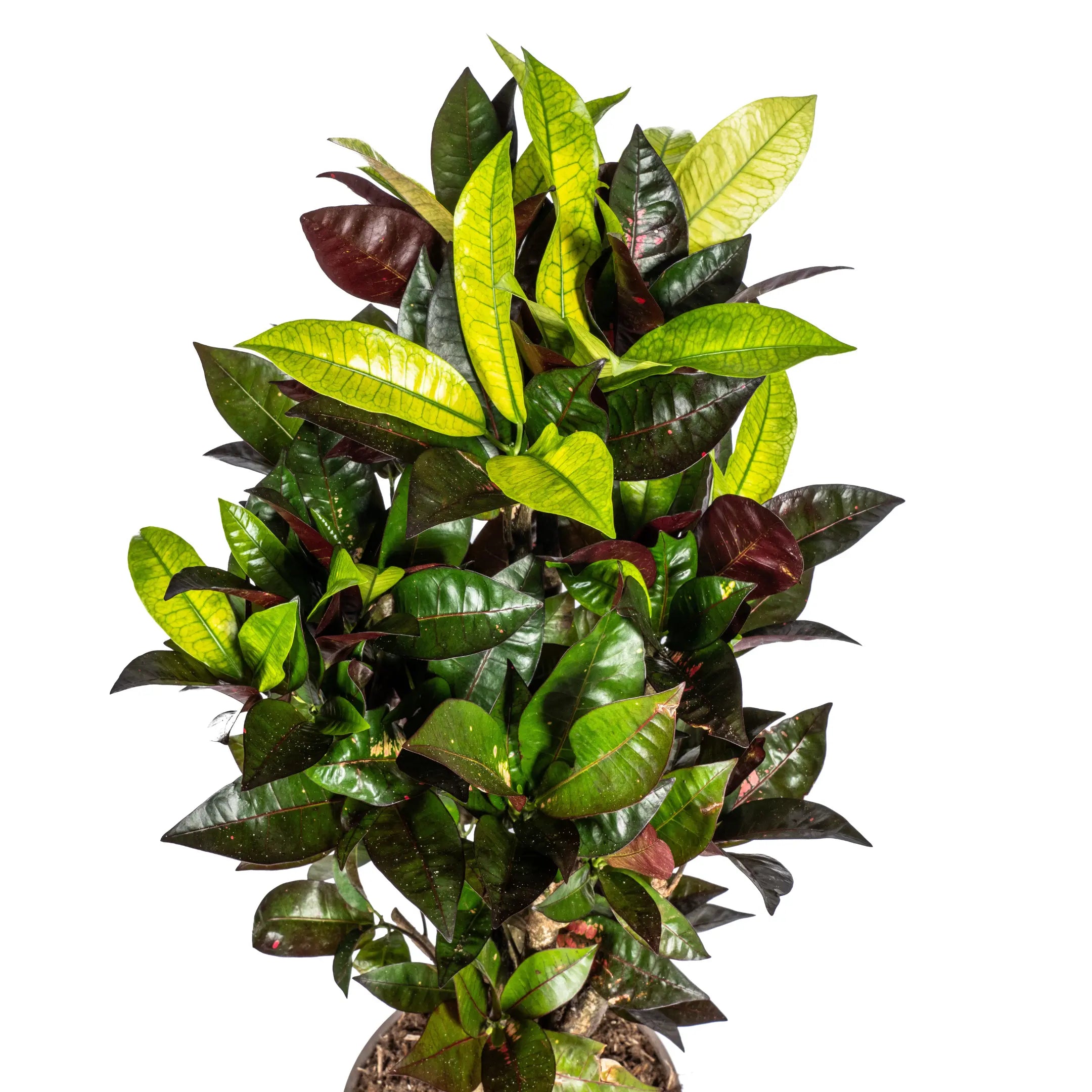 Croton Codiaeum variegatum - Wunderstrauch, Kroton - Image