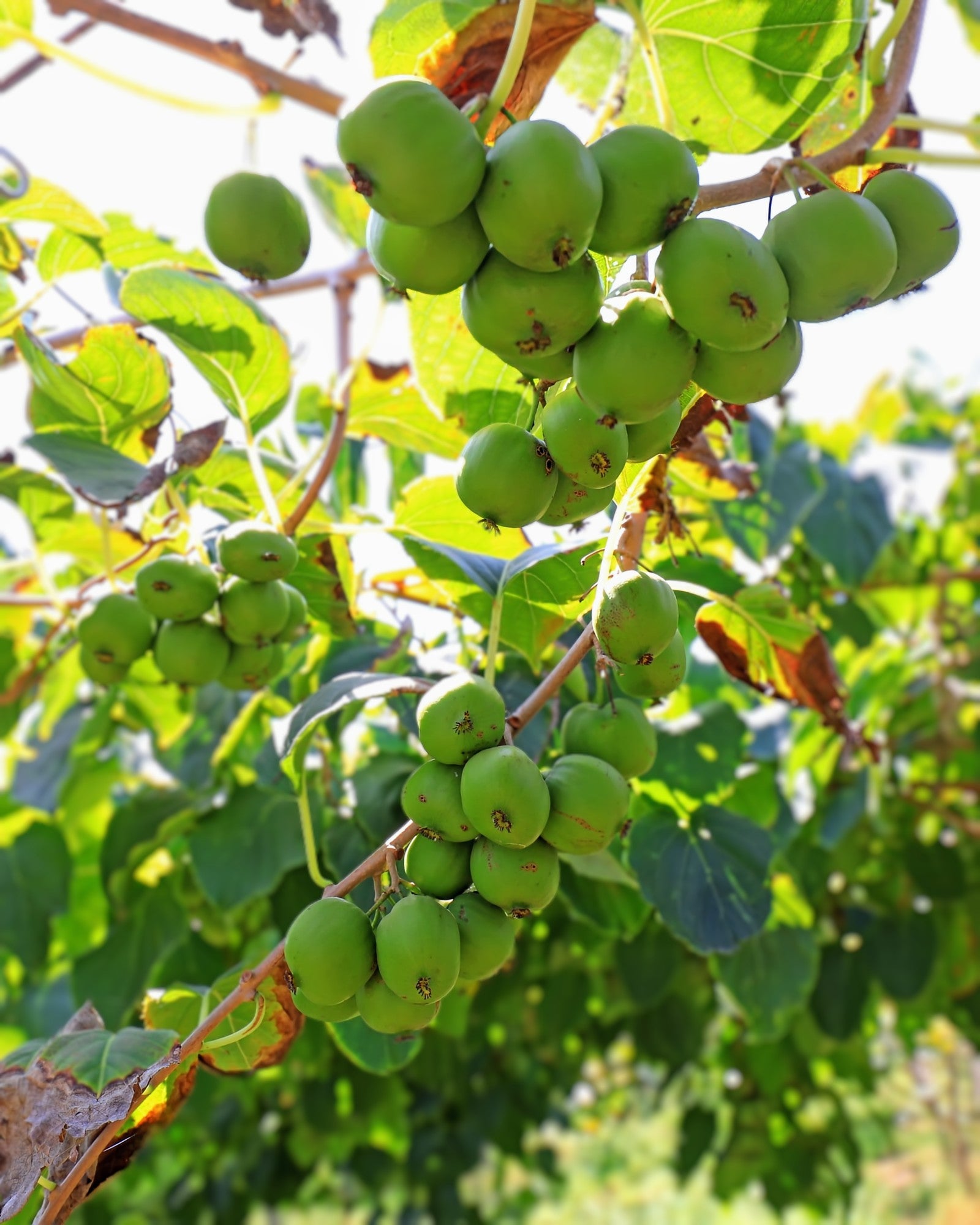 Actinidia arguta - Kiwibeere