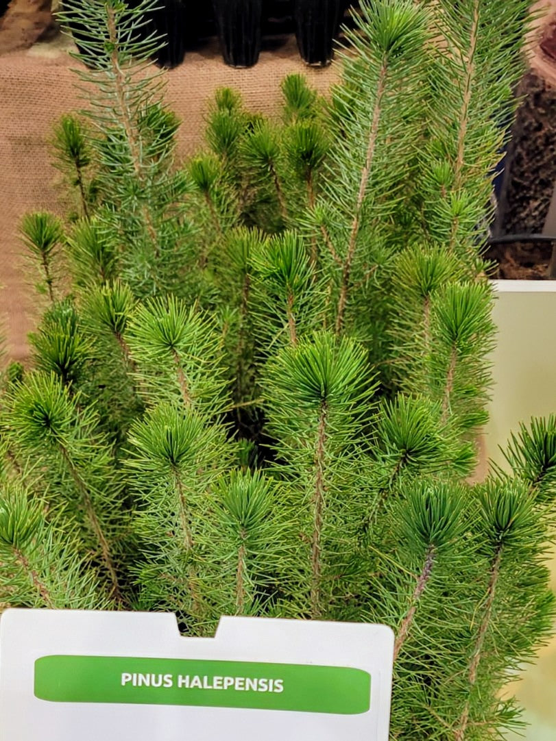 Pinus halepensis - Aleppo-Kiefer
