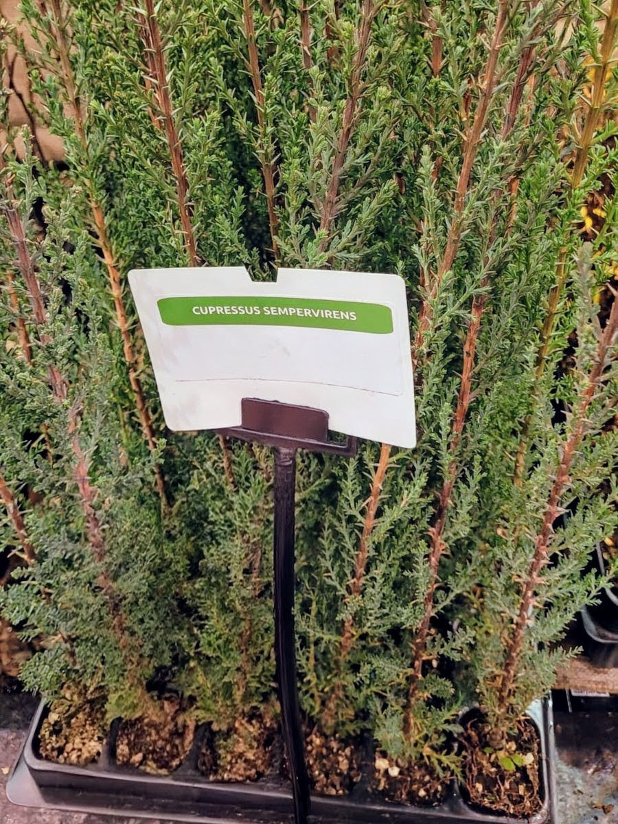 Cupressus sempervirens - Mittelmeerzypresse