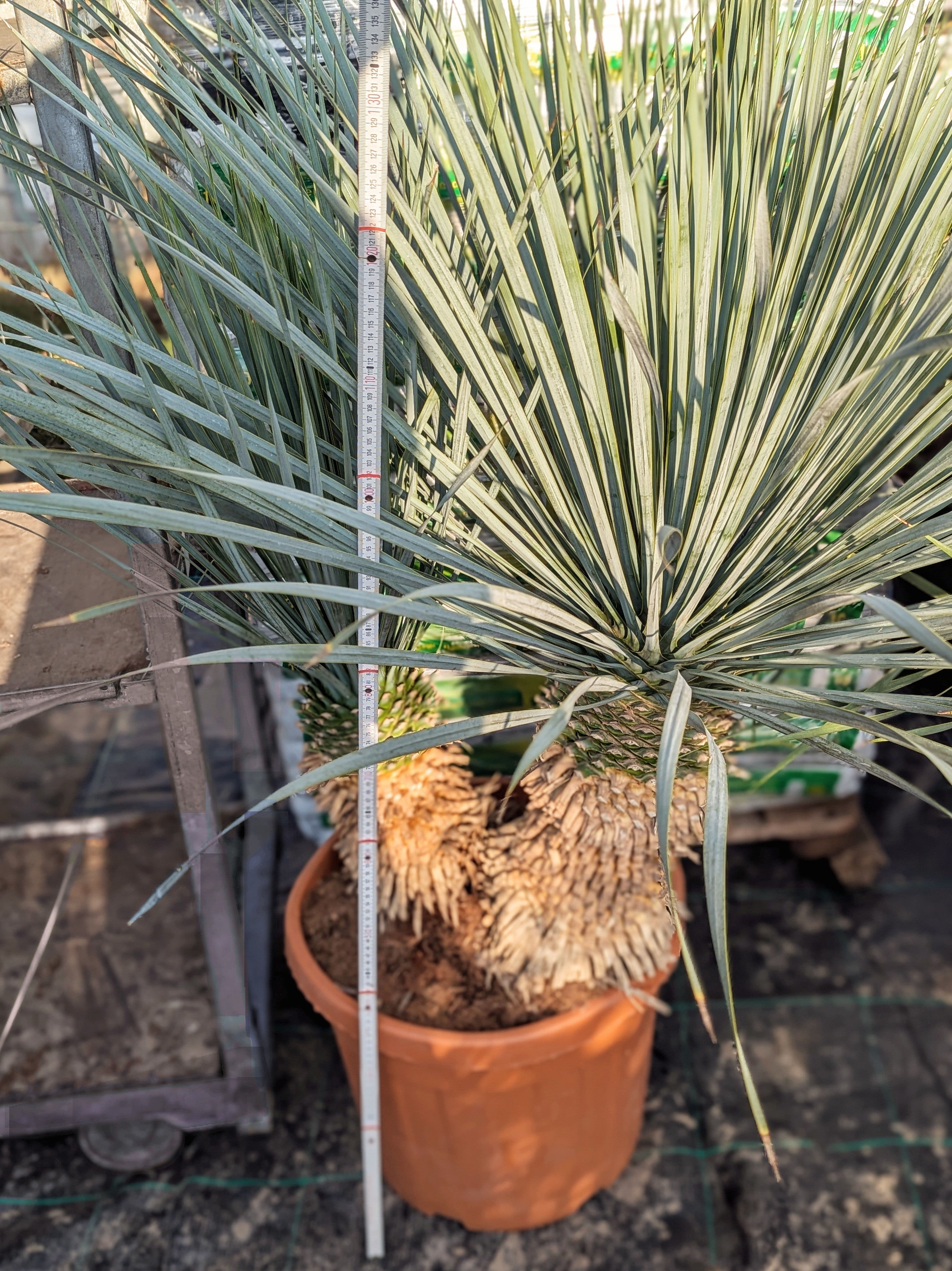 Yucca rostrata - Blaublättrige Palmlilie aus Freilandzucht