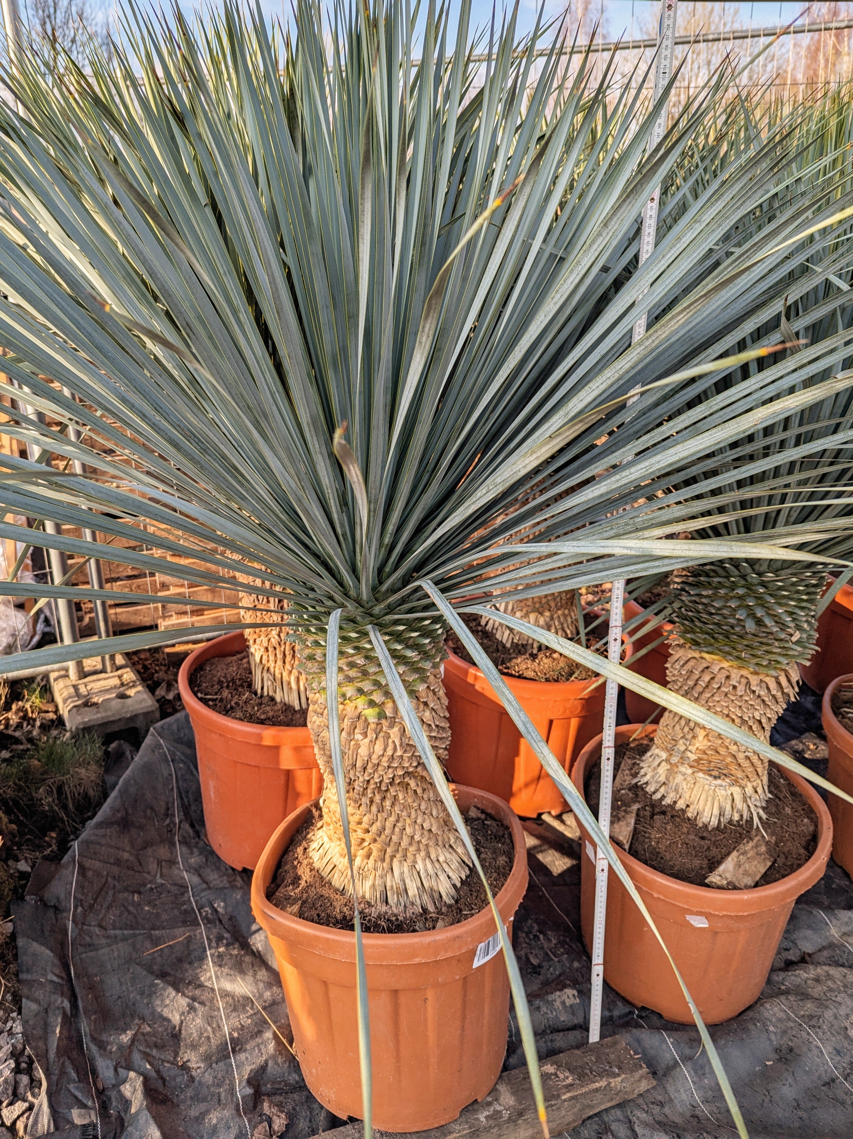 Yucca rostrata - Blaublättrige Palmlilie aus Freilandzucht