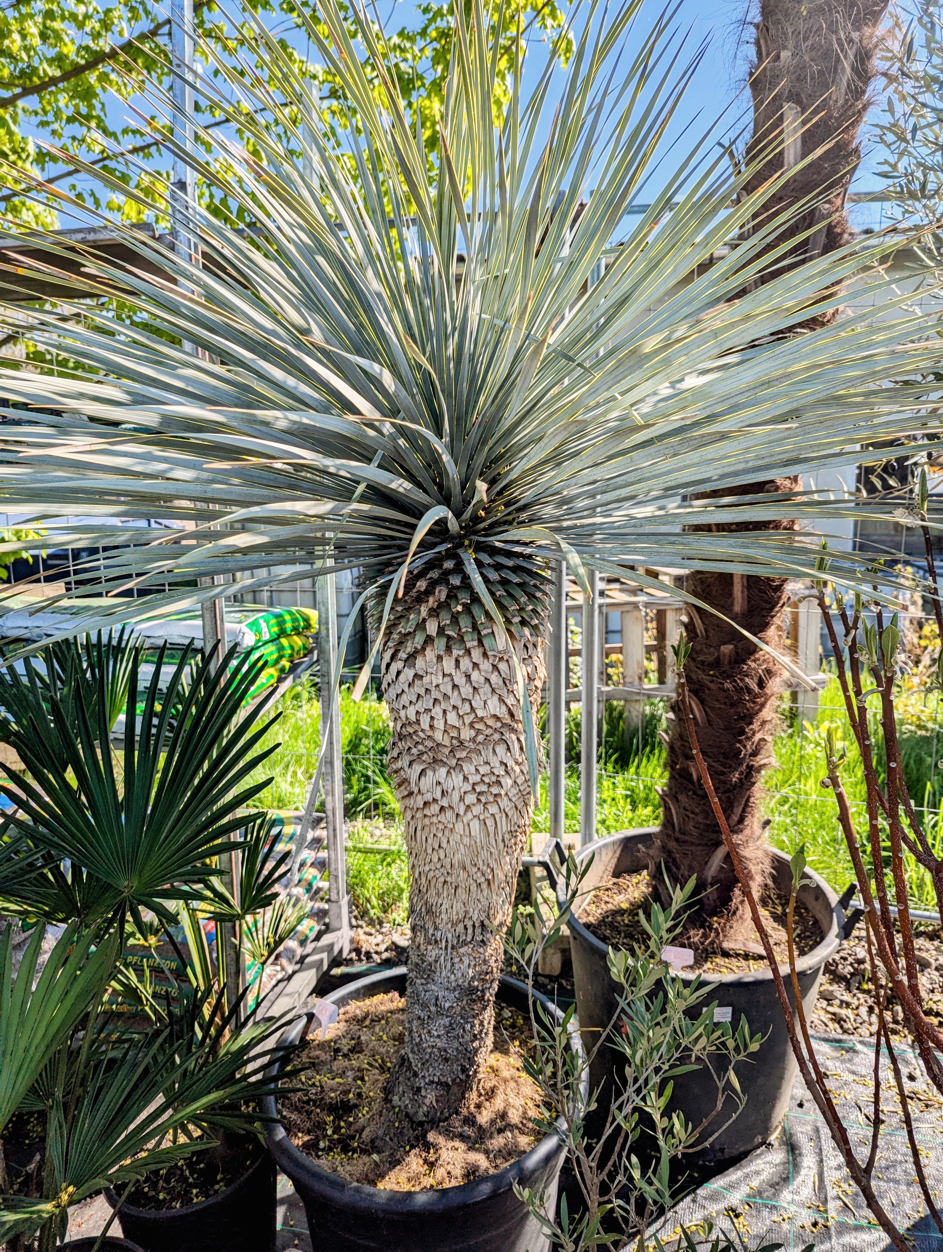 Yucca rostrata - Blaublättrige Palmlilie aus Freilandzucht
