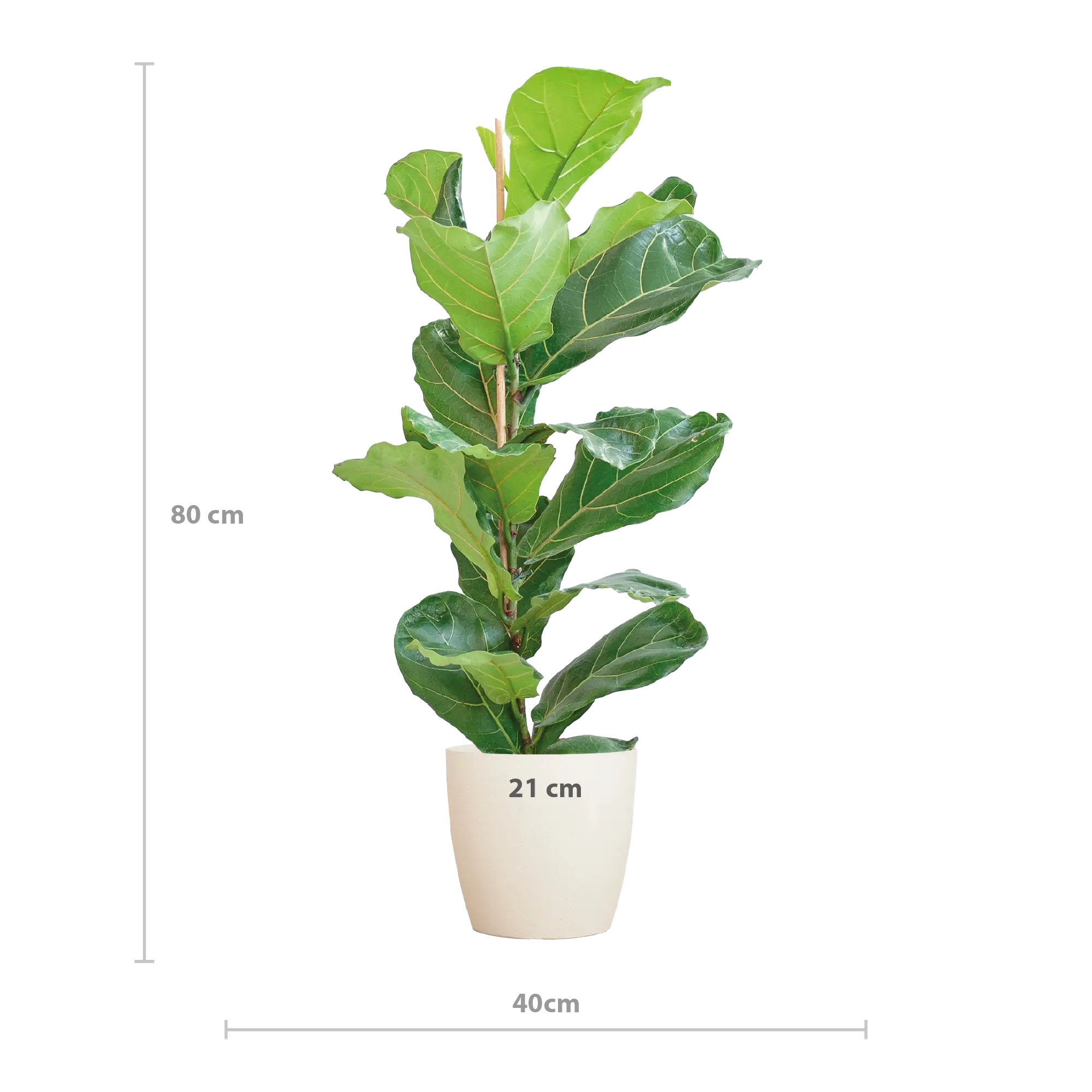 Ficus lyrata - Geigenfeige - Image