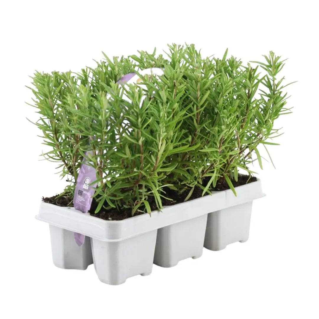 Rosmarinus officinalis - Rosmarin 6er-Set (↨25cm・⌀7cm) - Image