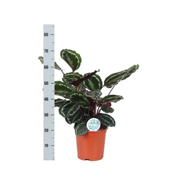 Calathea - Korbmarante - Image
