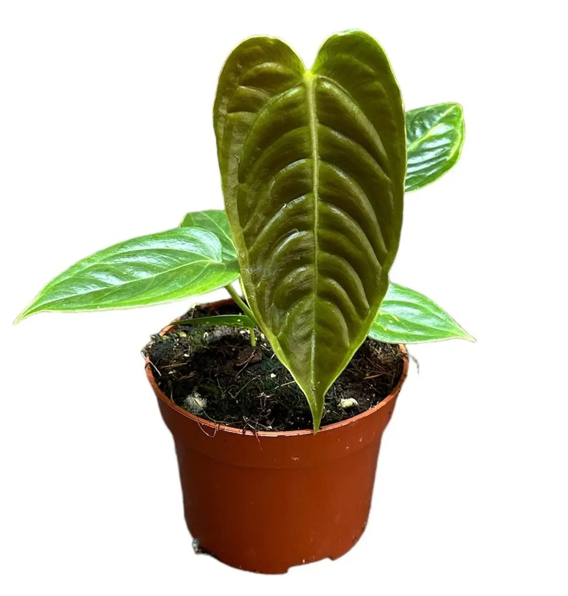 Anthurium - Große Auswahl Flamingoblumen, Anthurien - Image