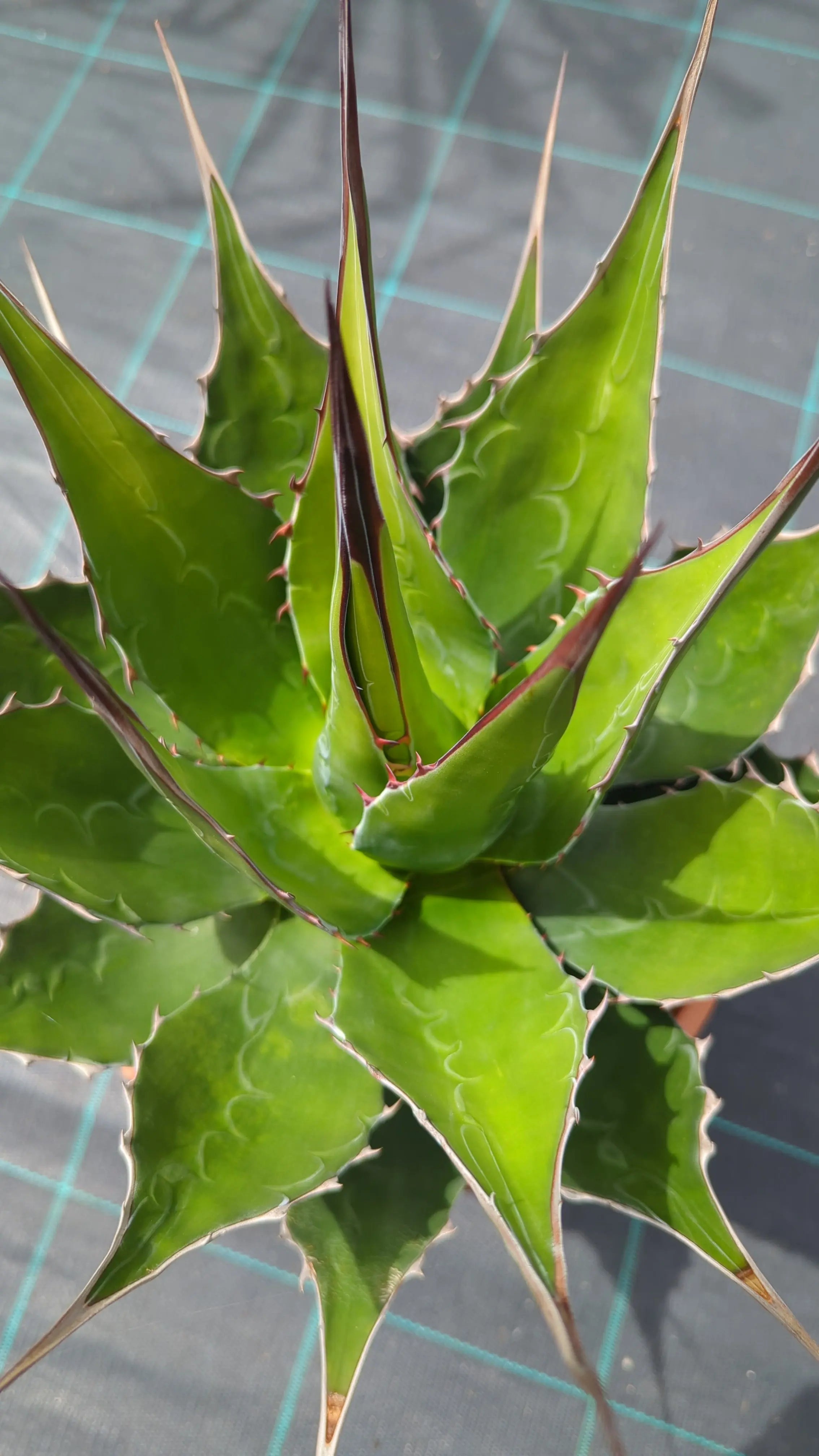 Agave parryi var. &