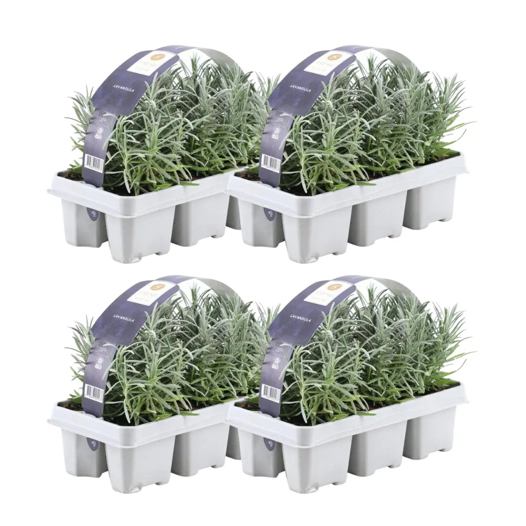 Lavandula - Verschiedene Sorten winterharter Lavendel - Image
