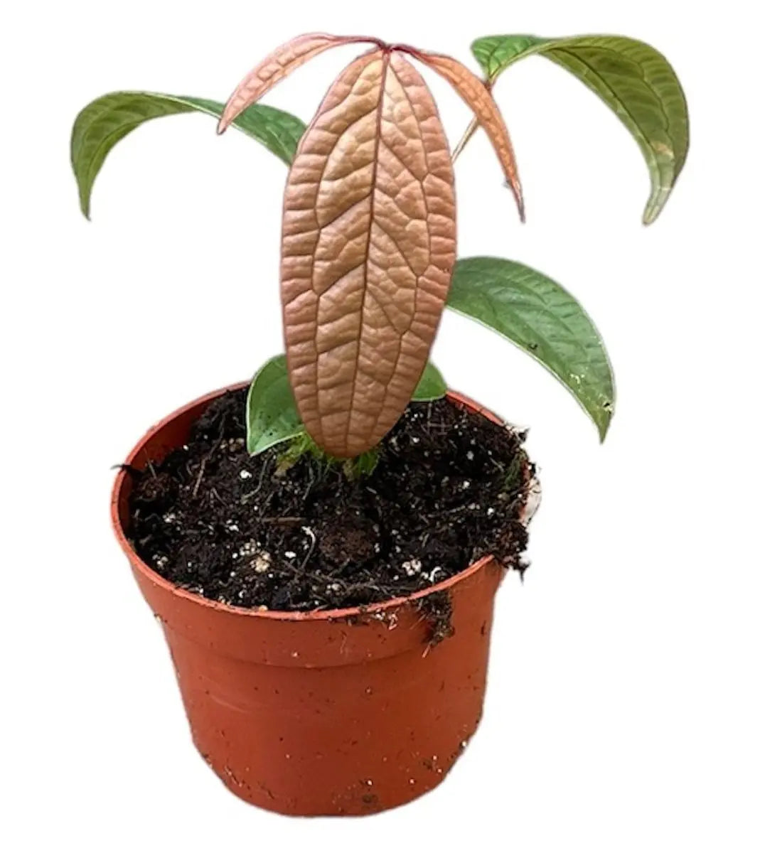 Anthurium - Große Auswahl Flamingoblumen, Anthurien - Image