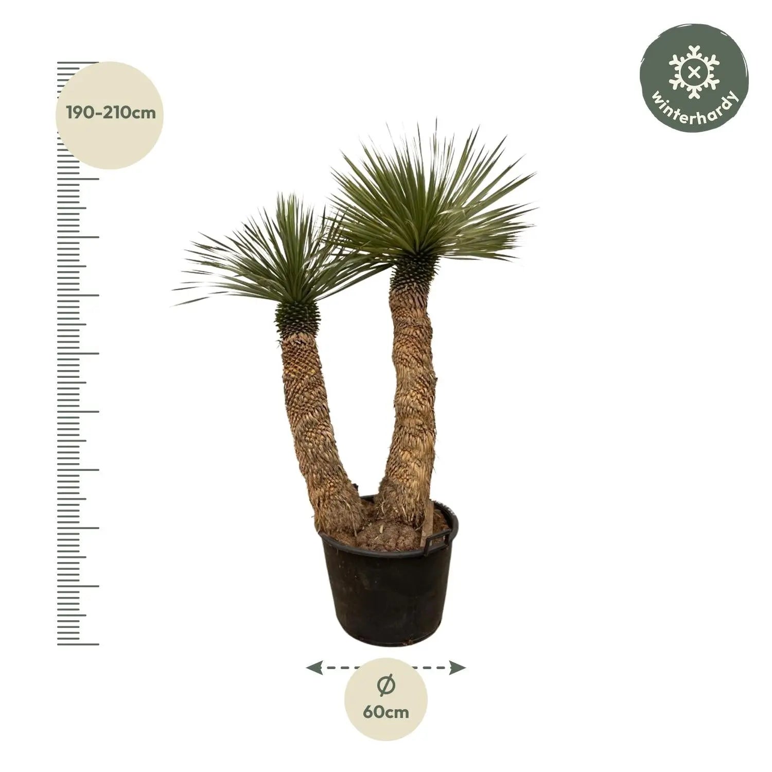 Yucca rostrata - Blaublättrige Palmlilie - Image
