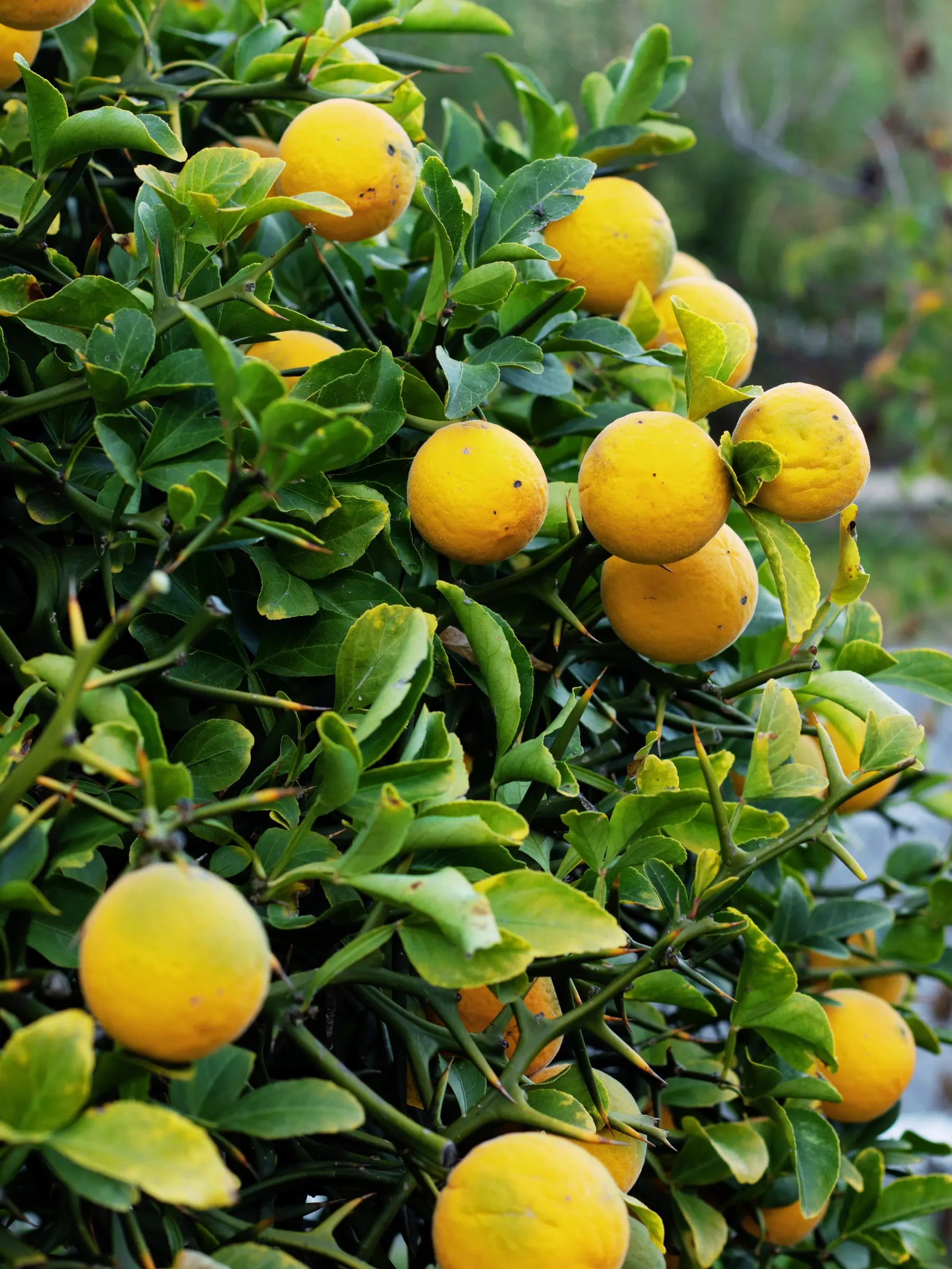 Poncirus trifoliata - Dreiblättrige Bitterorange aus Freilandzucht - Image