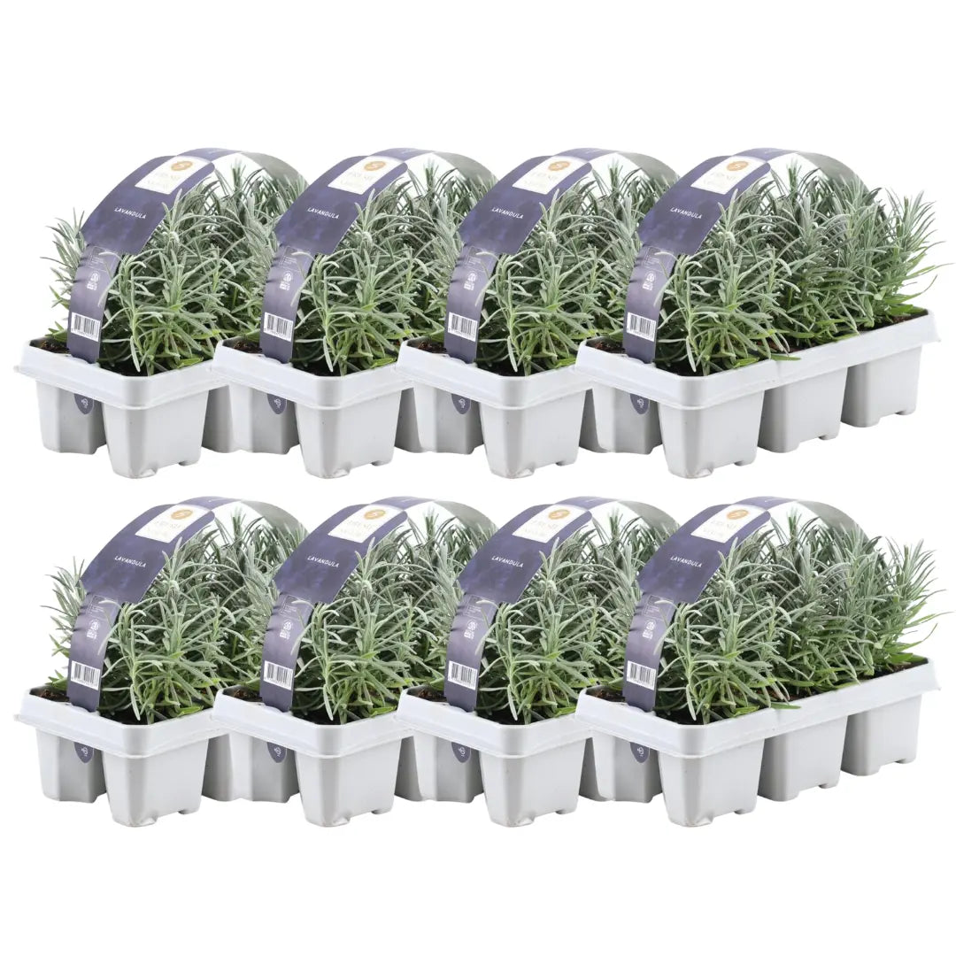 Lavandula - Verschiedene Sorten winterharter Lavendel - Image