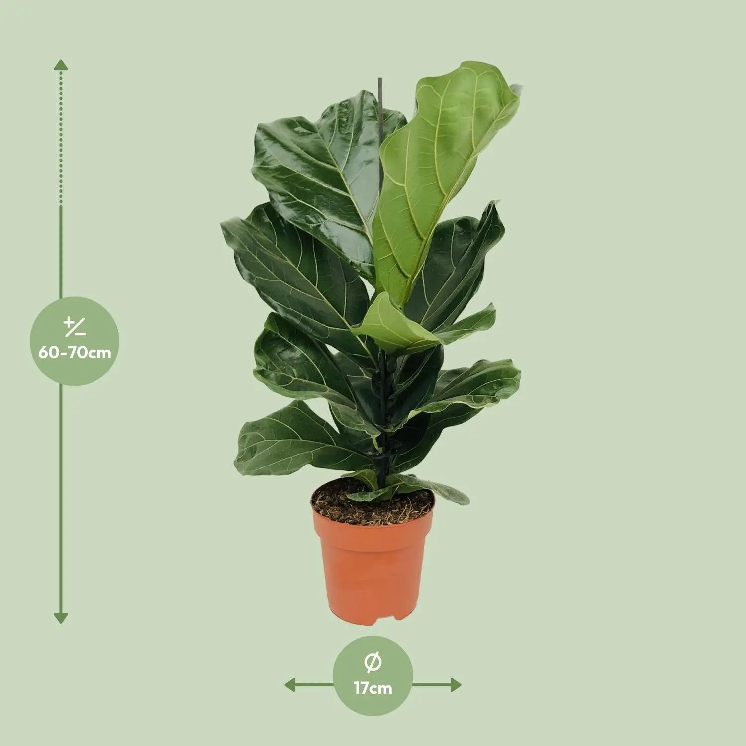 Ficus lyrata - Geigenfeige - Image
