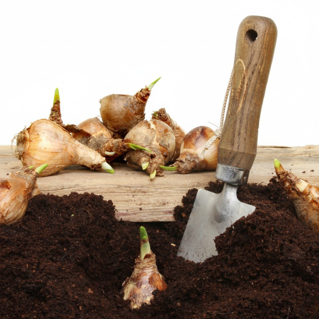 Narcissus - Narzissenzwiebeln