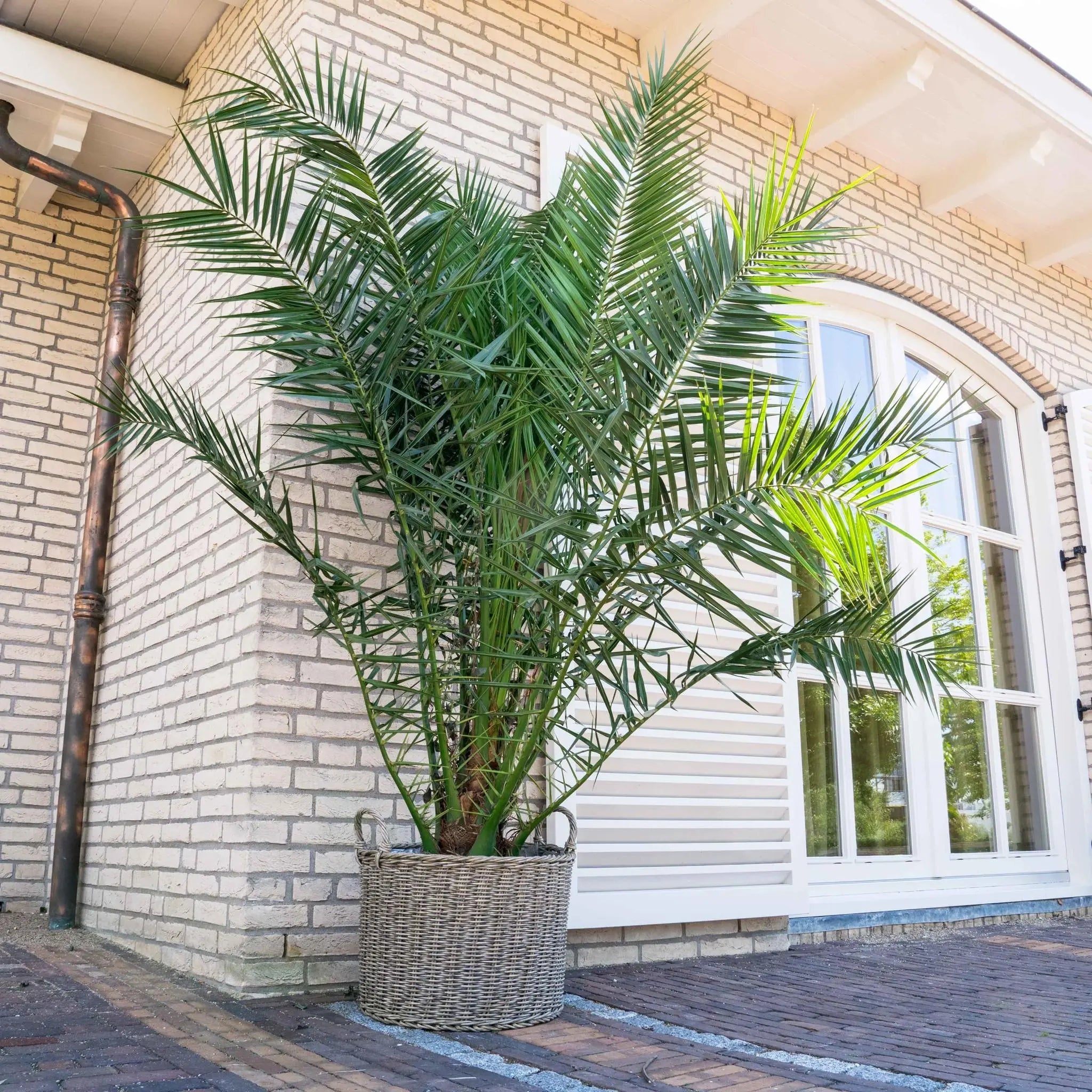 Phoenix Canariensis - Kanarische Dattelpalme - Image
