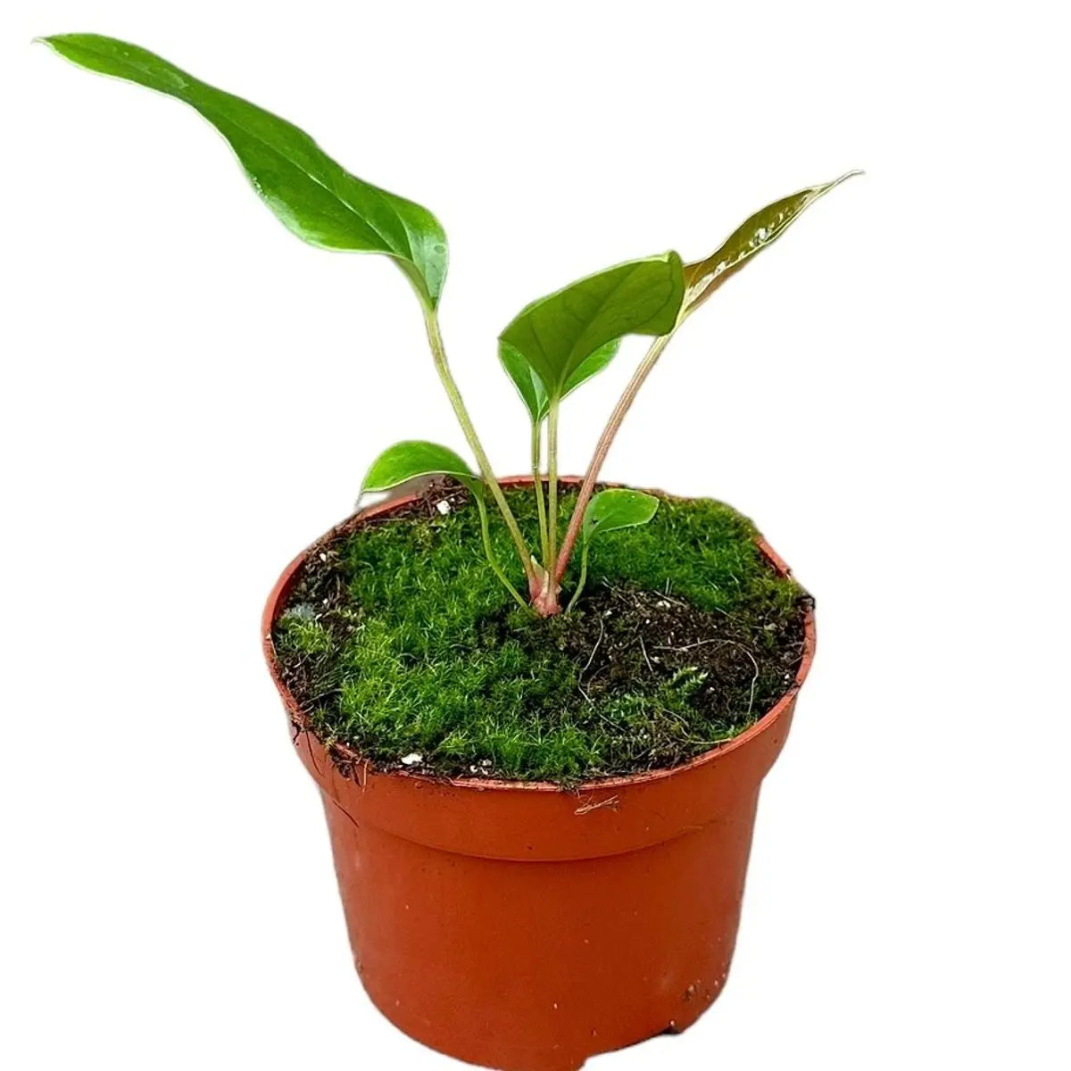 Anthurium - Große Auswahl Flamingoblumen, Anthurien - Image