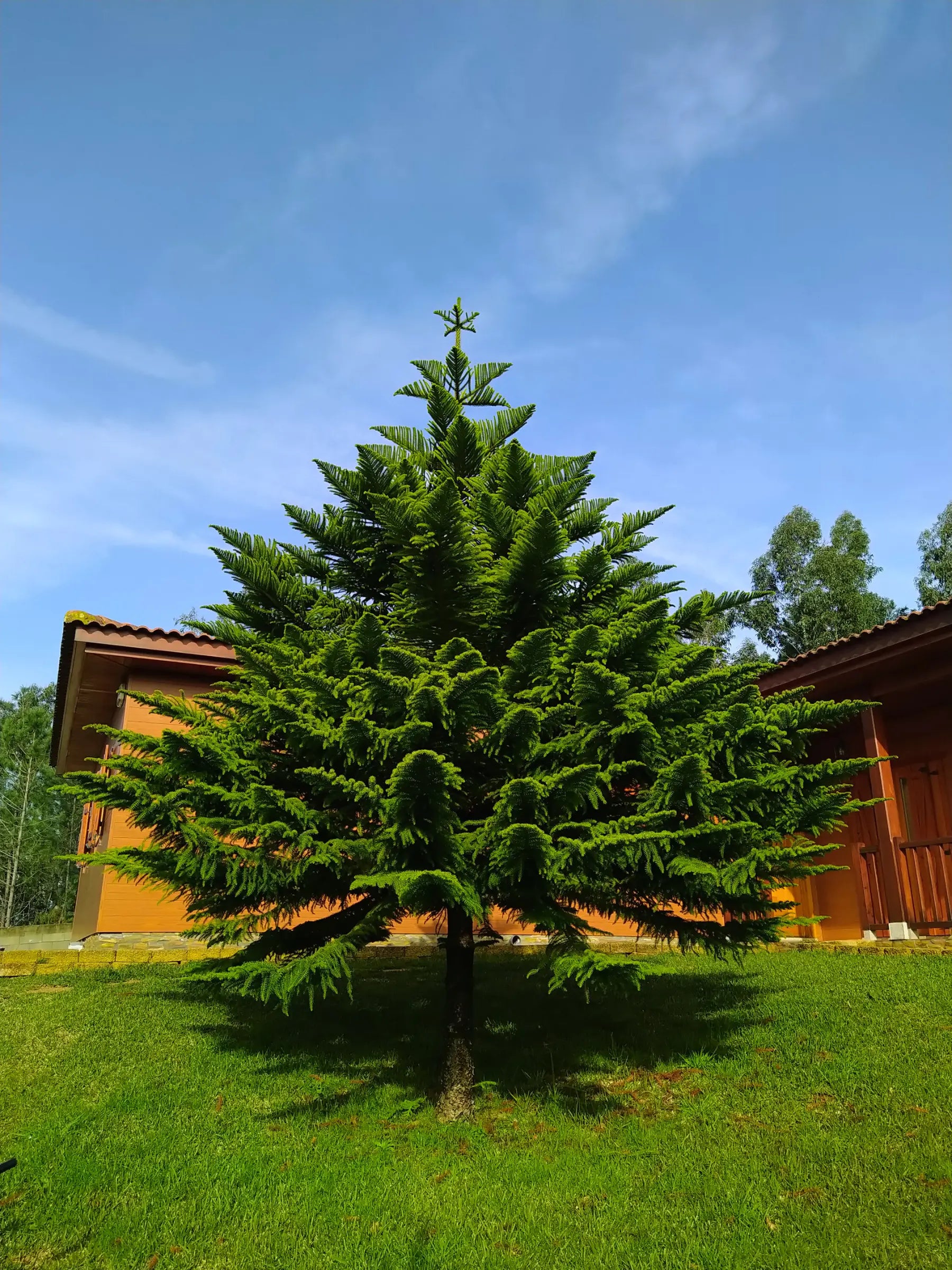 Araucaria heterophylla - Zimmertanne, Norfolk-Araukarie - Image