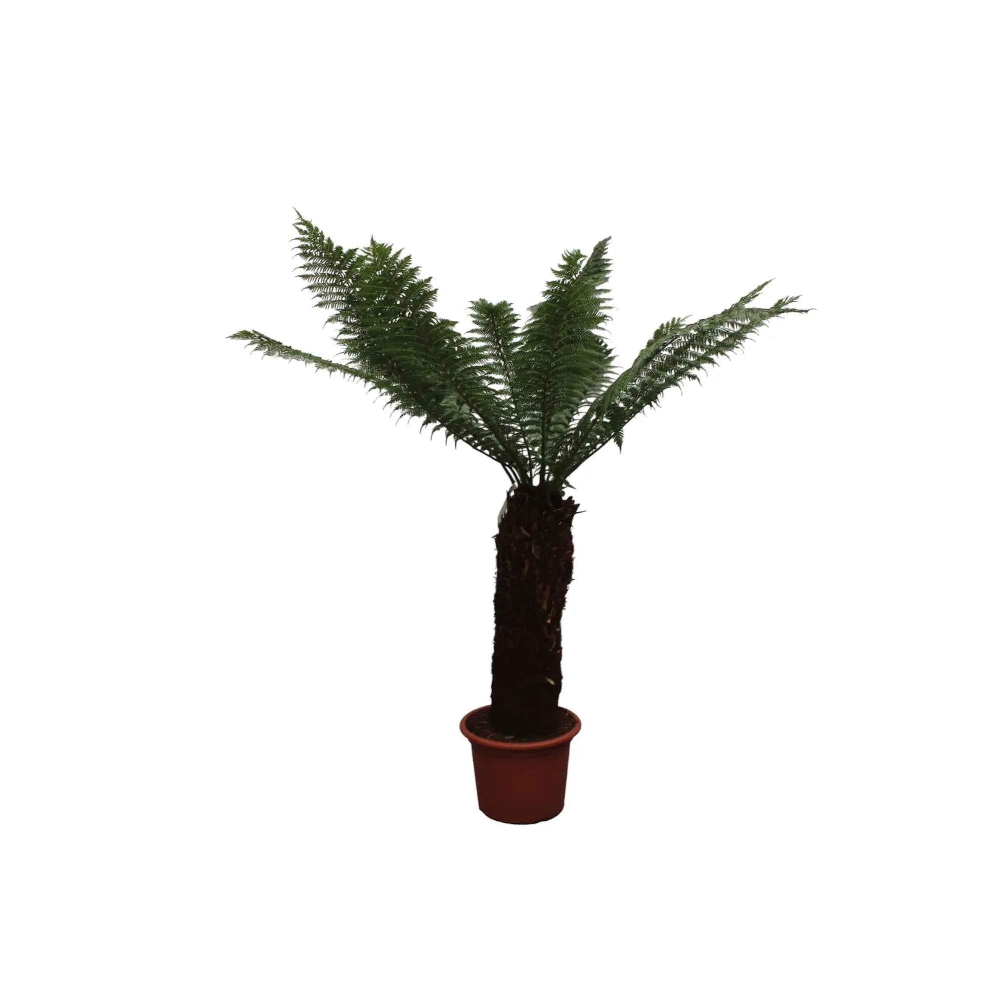 Dicksonia Antarctica - Antarktischer Baumfarn - Image