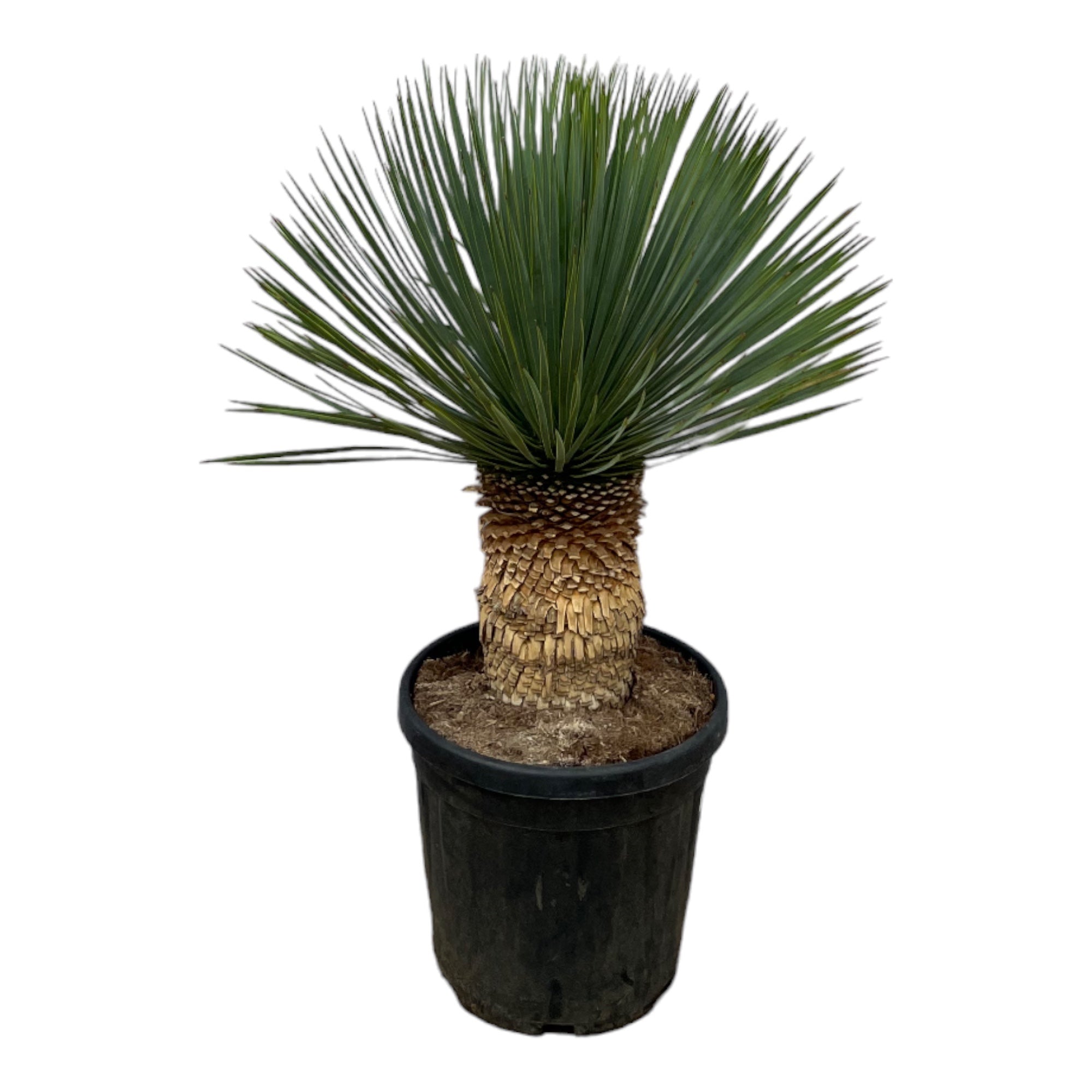 Yucca rostrata - Blaublättrige Palmlilie